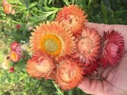 peach strawflower.jpeg