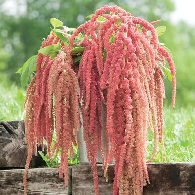 amaranthus.jpg