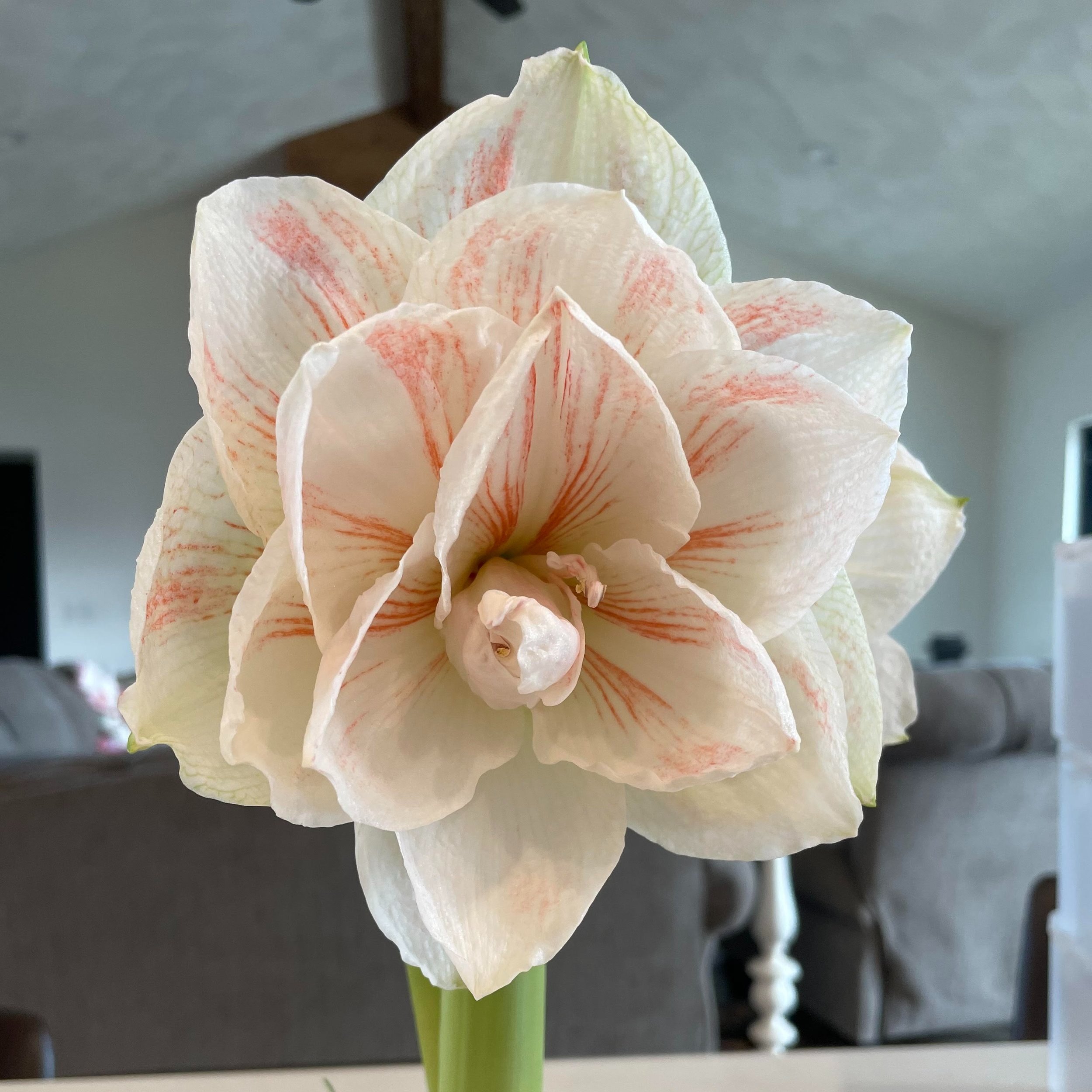How to Care for Amaryllis Post Flowering — Barnside Flower Farm
