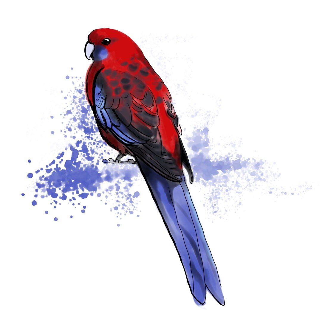 Drew this wee guy this afternoon (Crimson Rosella) a Blue Mountains native - same as me.  Should have spent my time getting organised for a trade fair and working on the new collection, but too heartbroken and distracted by the crisis in Australia