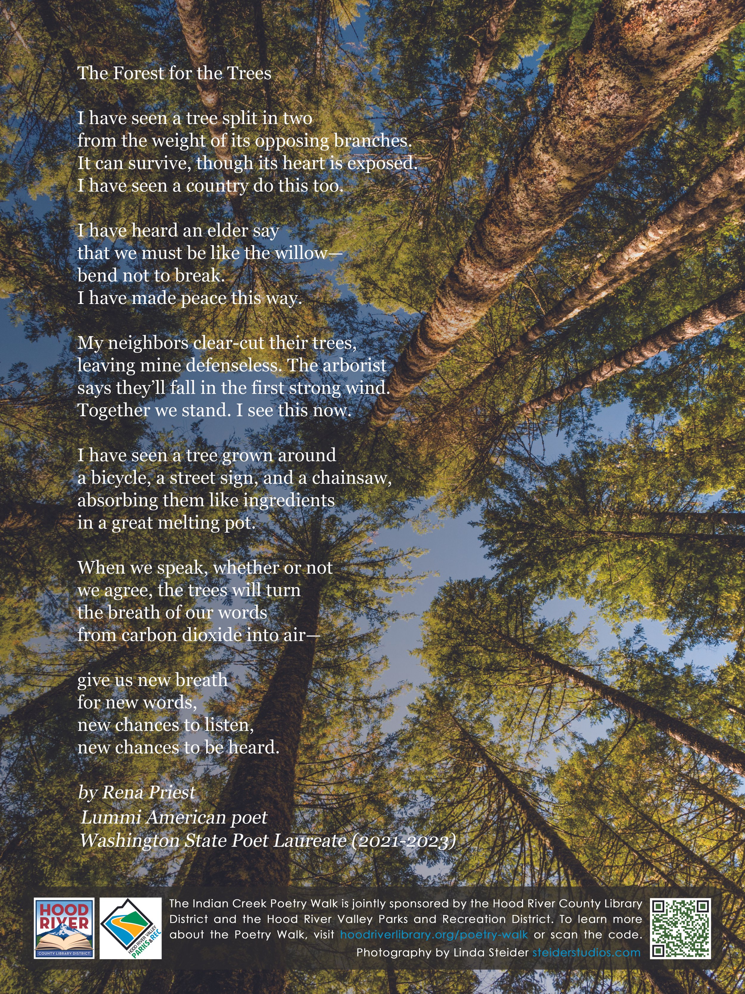 The Forest for the Trees.jpg