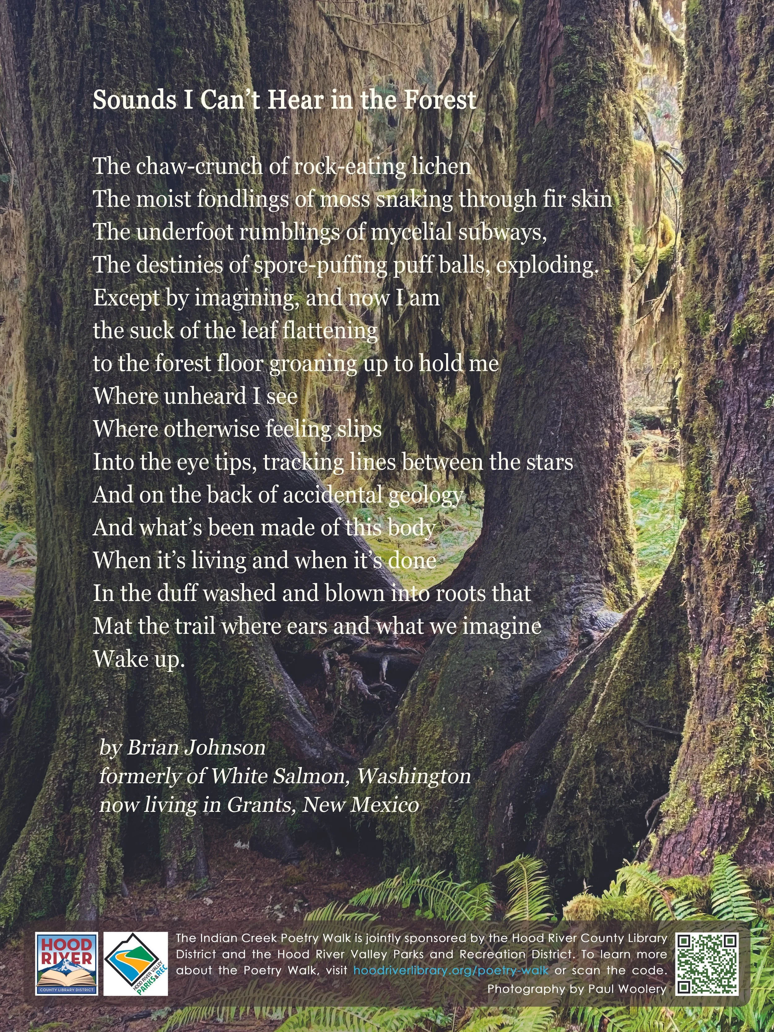 Sounds I Can't Hear in the Forest.jpg