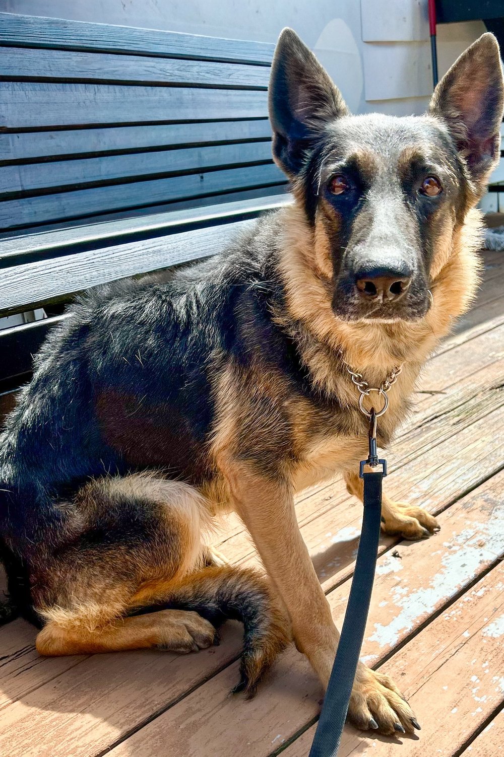 Purebred Dogs Rescued Adoptables — Purebred Rescue Organization of Ohio