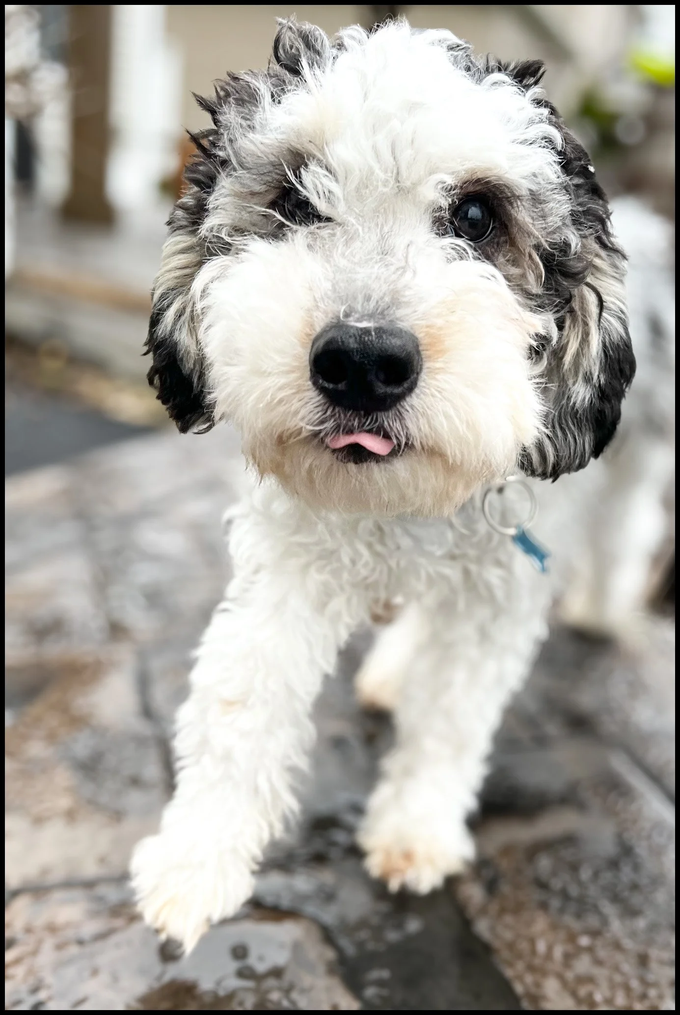 Purebred Rescue Adoptables — Purebred Rescue Organization of Ohio