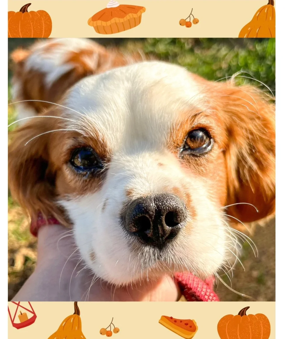 Purebred Rescue Adoptables — Purebred Rescue Organization of Ohio