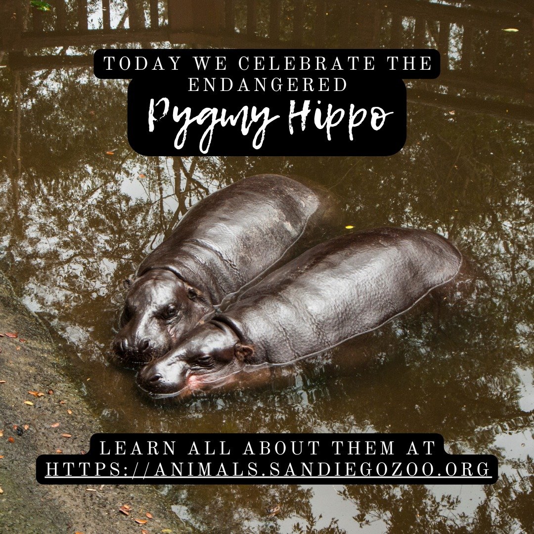 Brought to you by another random holiday. Happy Pygmy Hippo Day. #endangeredanimals 

https://animals.sandiegozoo.org/animals/pygmy-hippopotamus