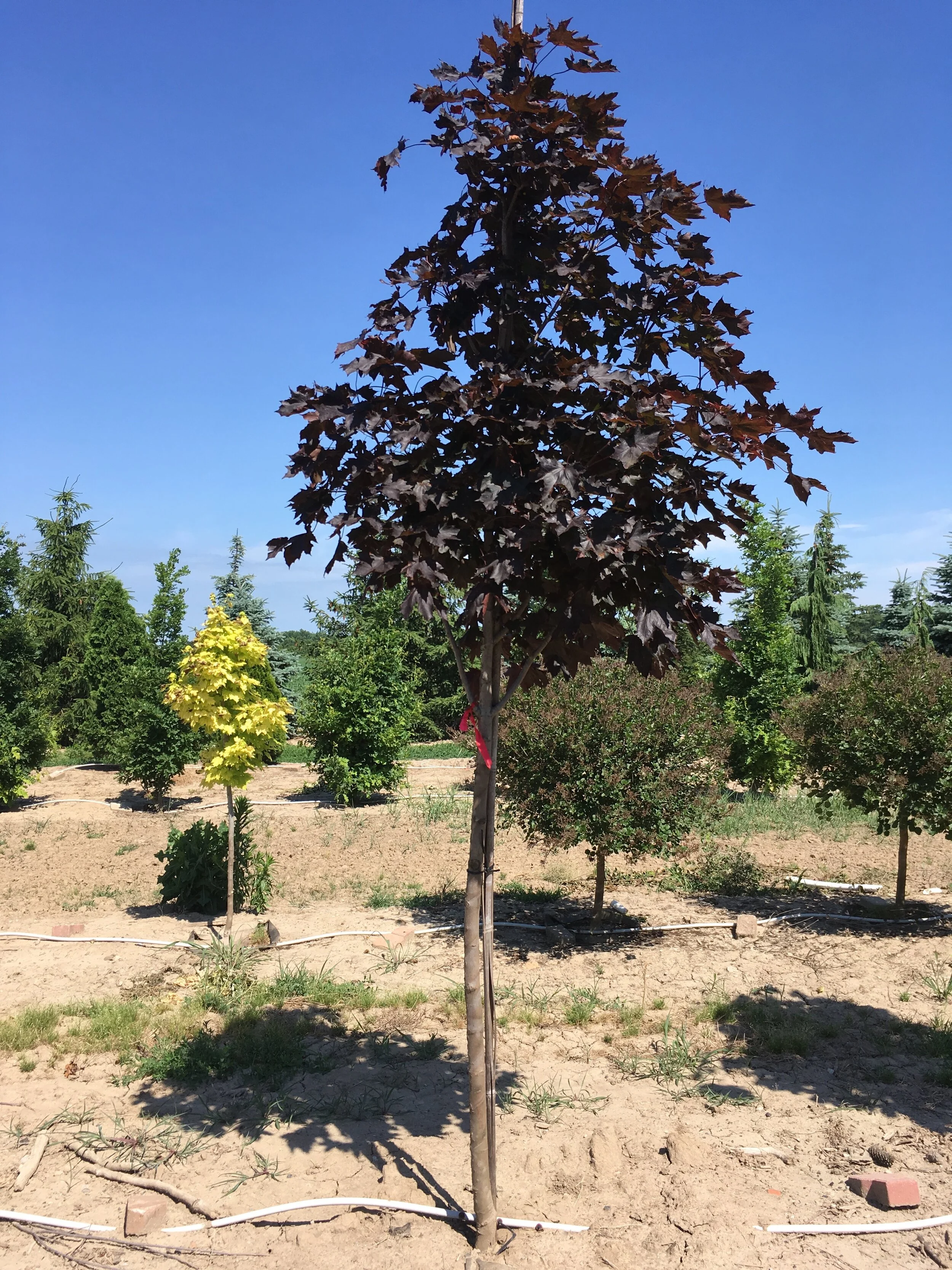 Trees For Sale Chatham Kent Bear Pine Trees Trees For Sale Chatham Kent Bear Pine Trees