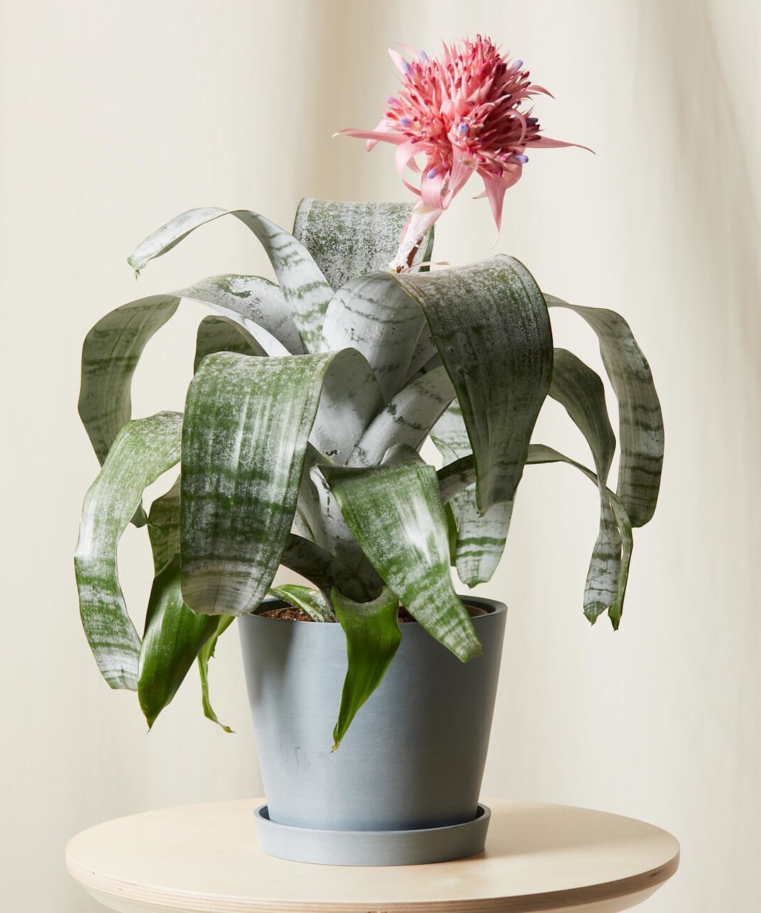 Slate Pot