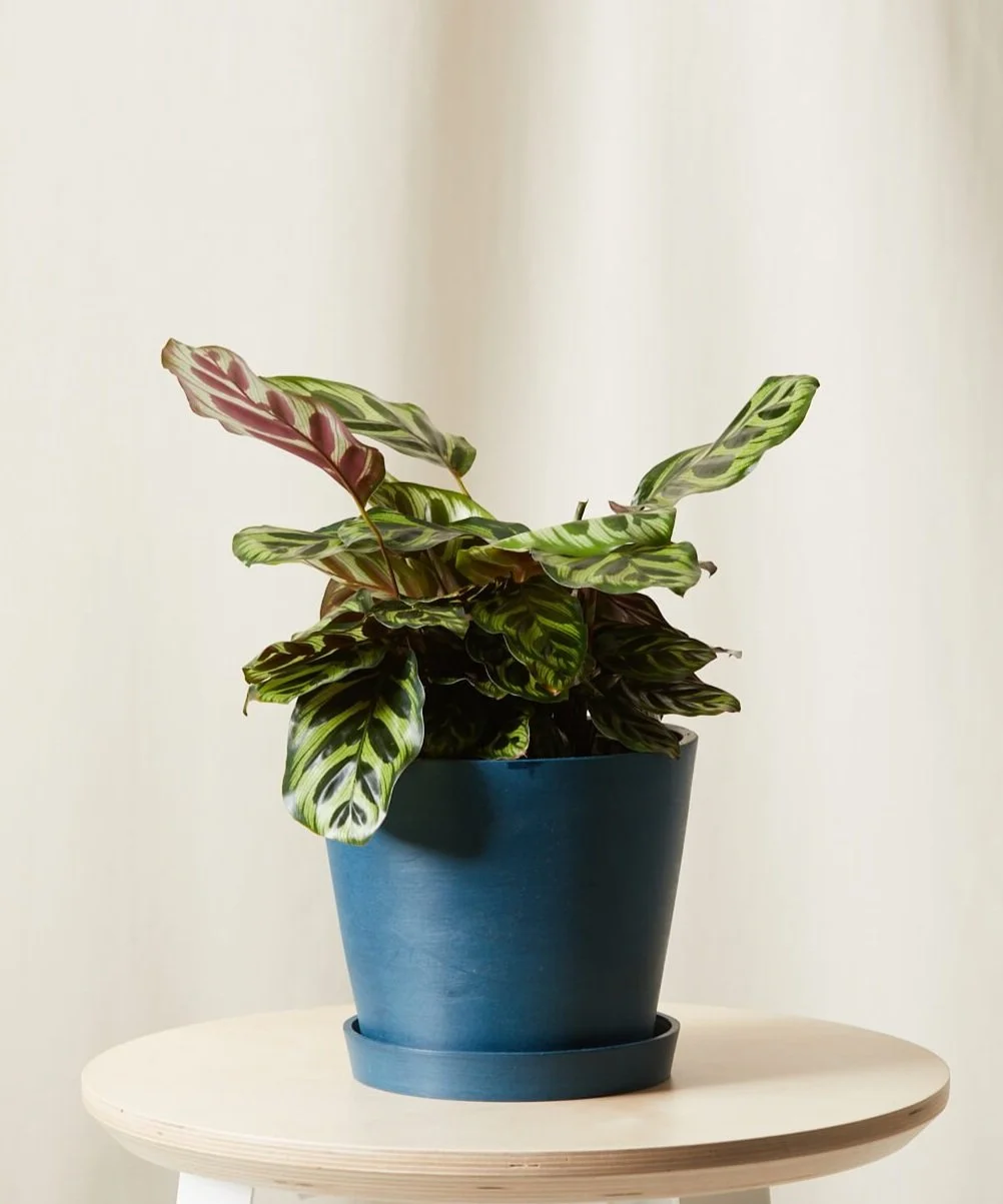 Indigo Pot
