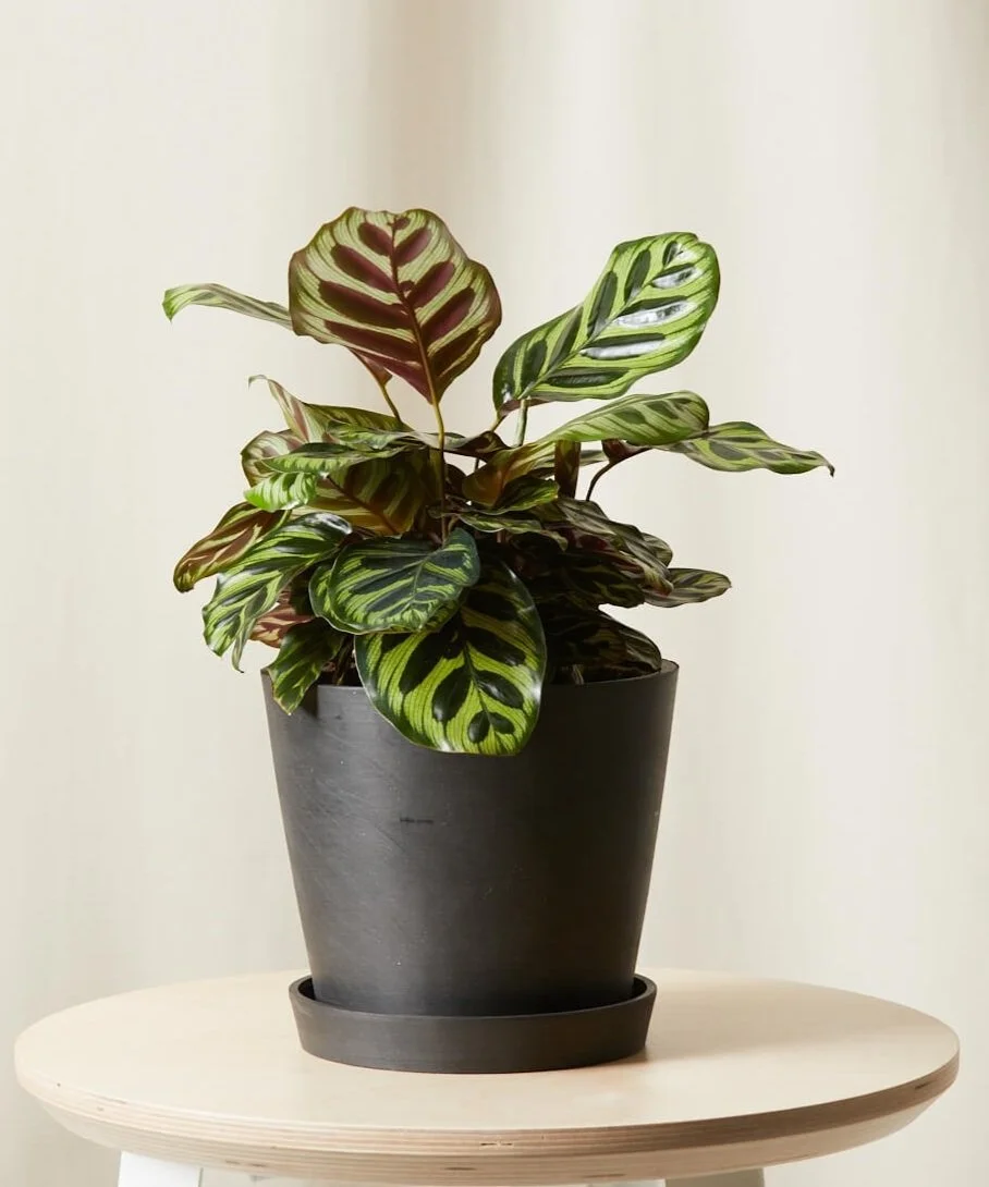 Charcoal Pot