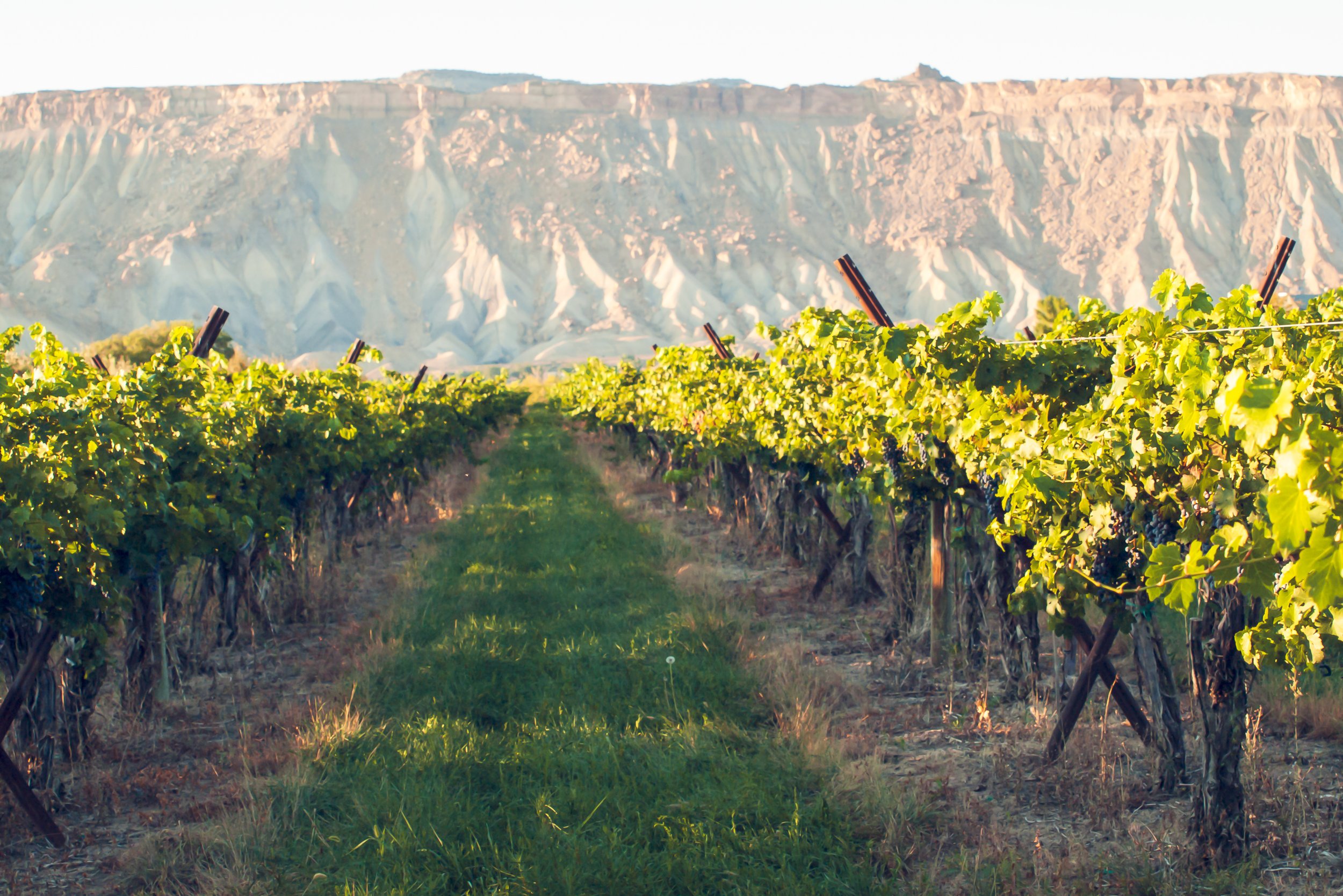 Summer Day Trips from Denver: Palisade