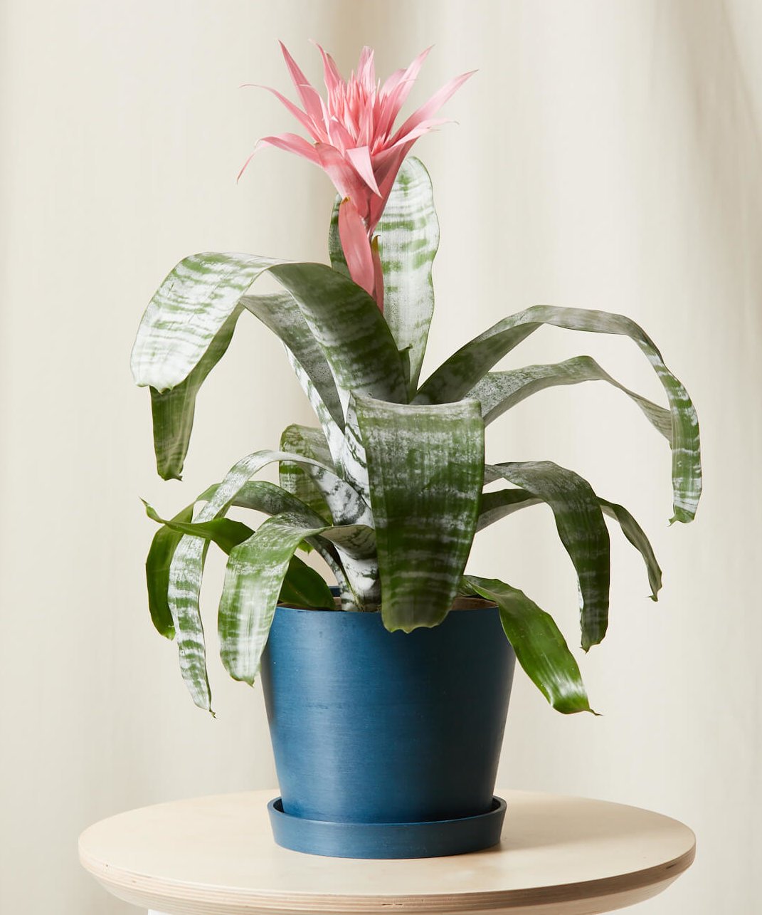 Indigo Pot