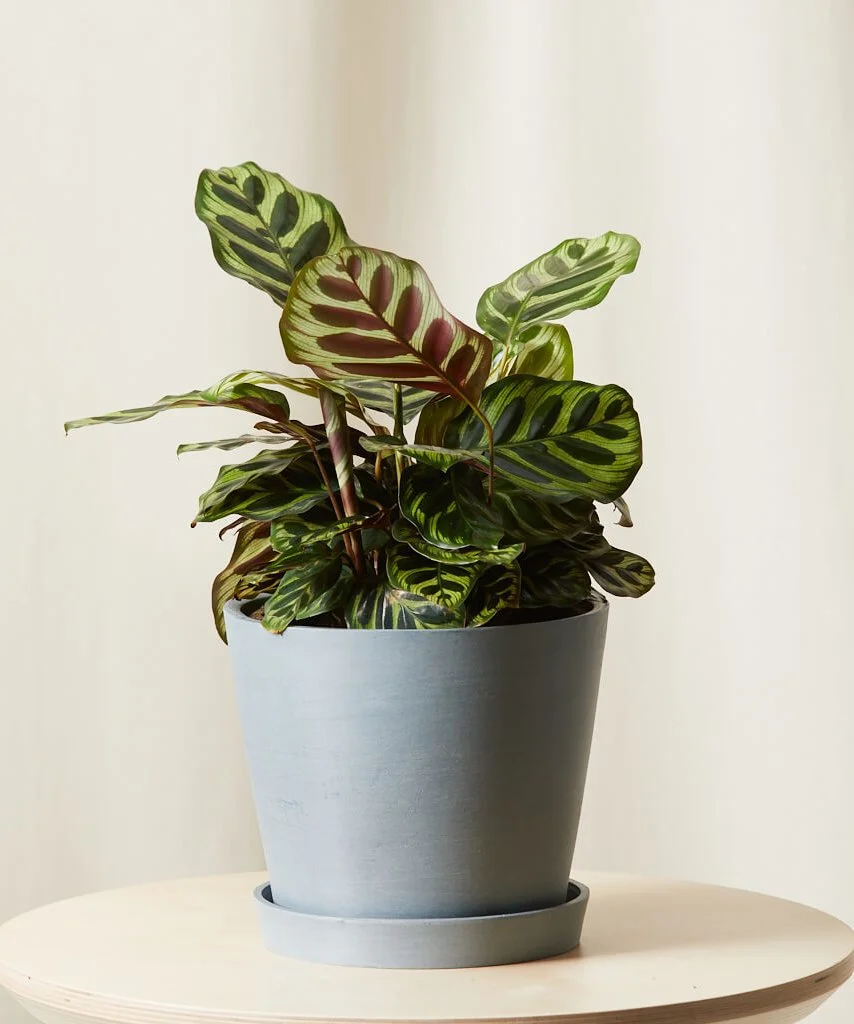 Slate Pot