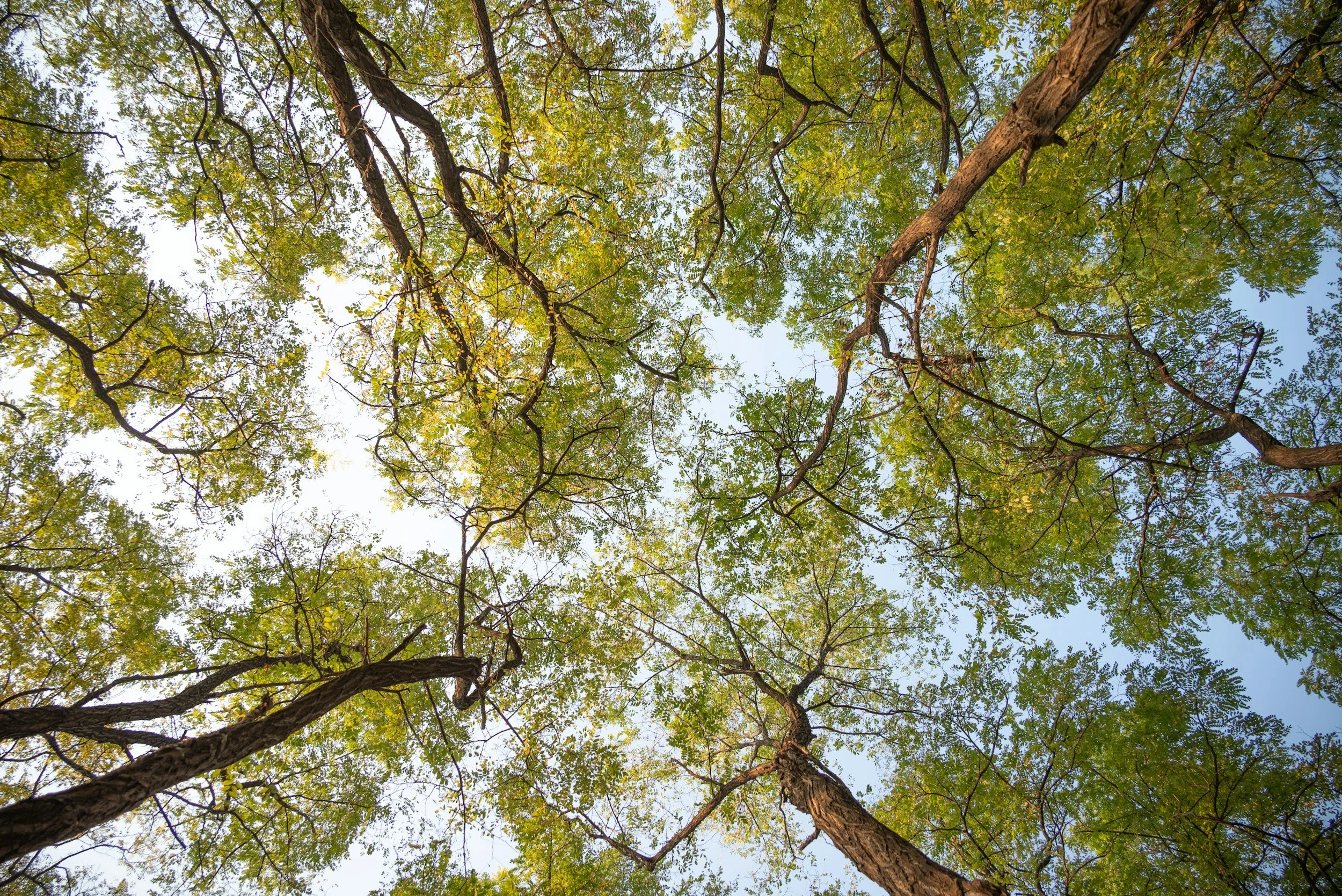 Neurodivergence and trauma therapy for teens and adults in Bozeman