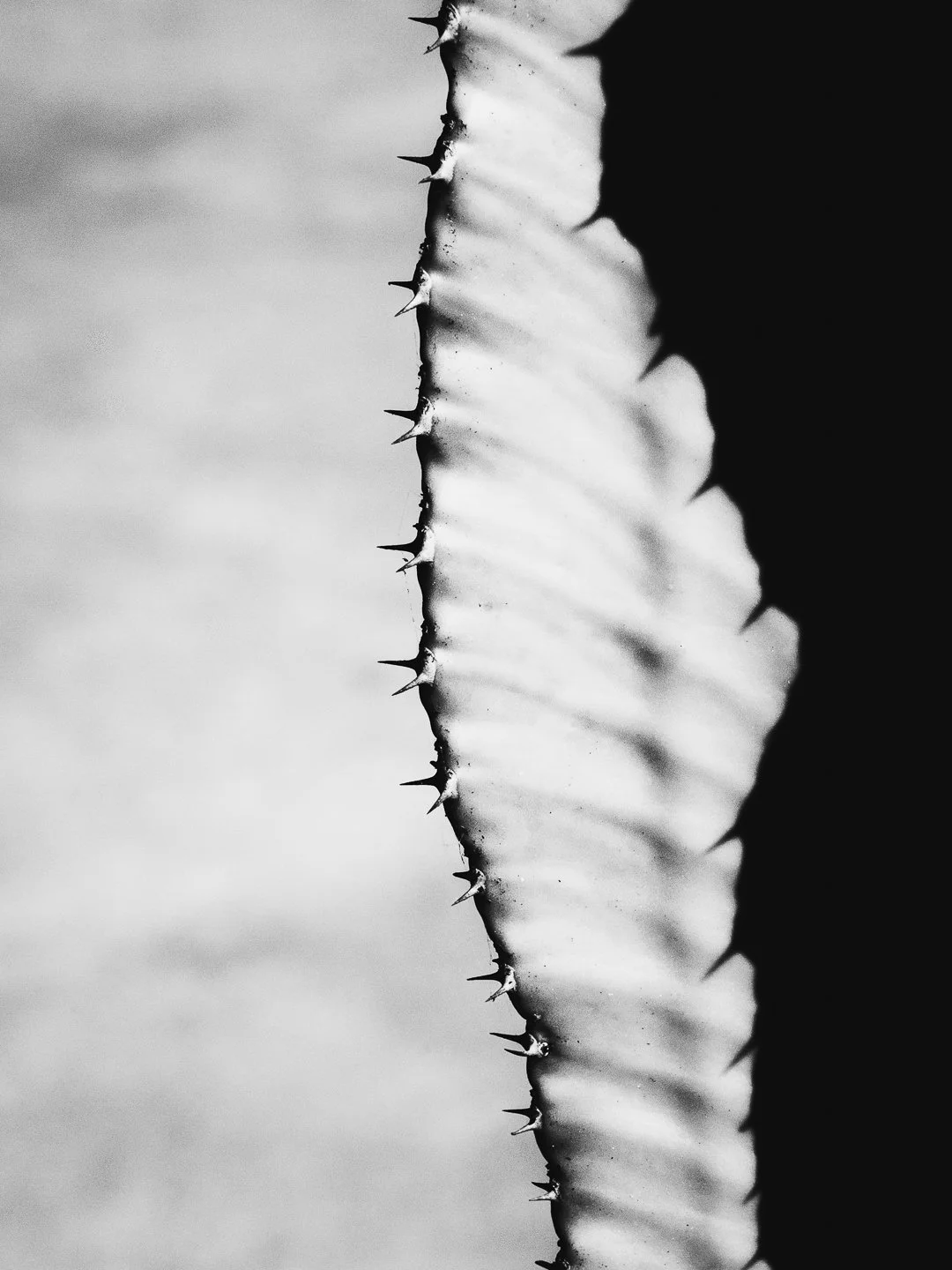 DSCF5017.jpg