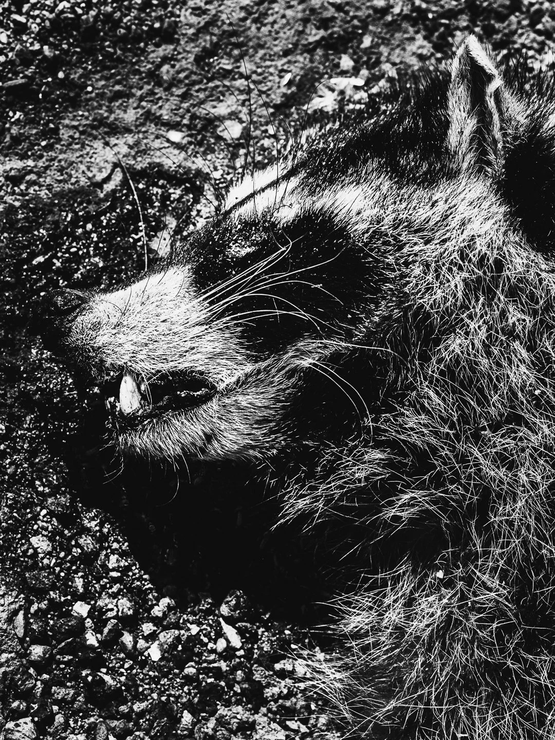 DSCF5652.jpg