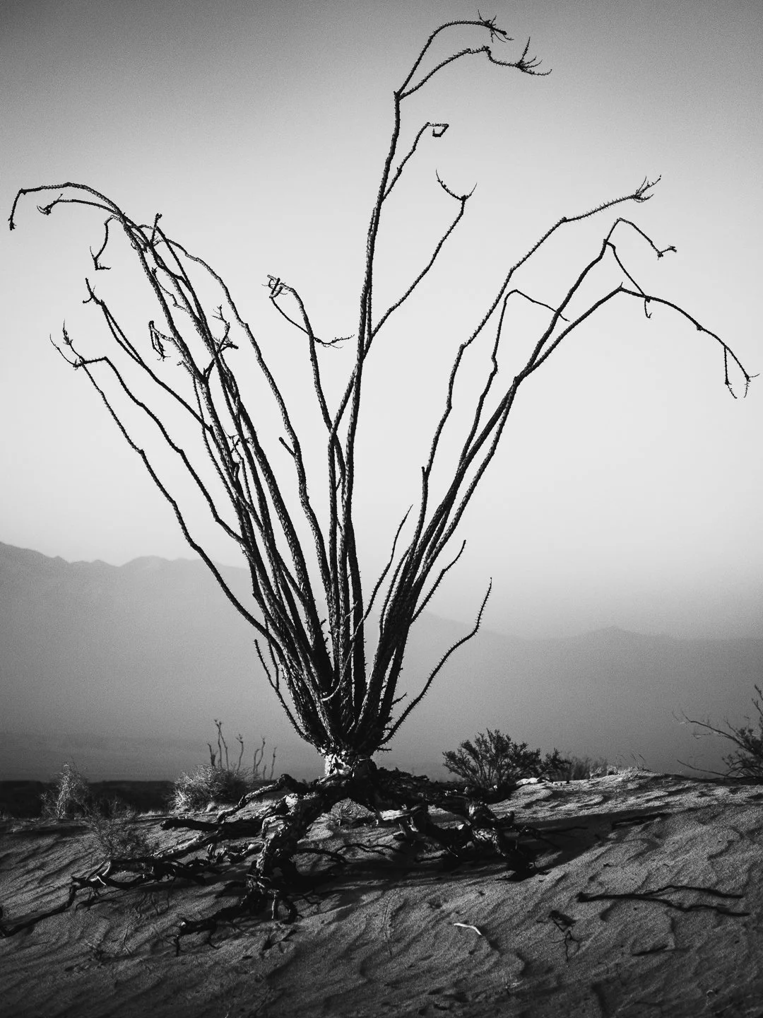 DSCF9537.jpg