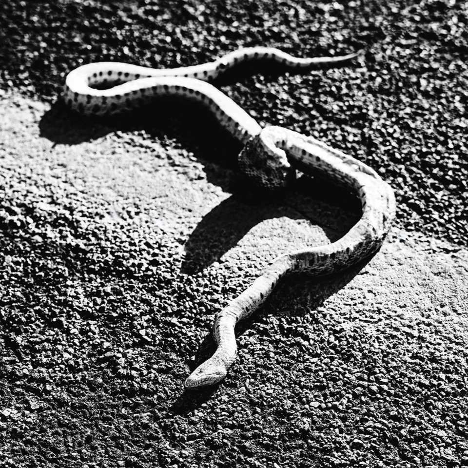 The Promise and the Remains