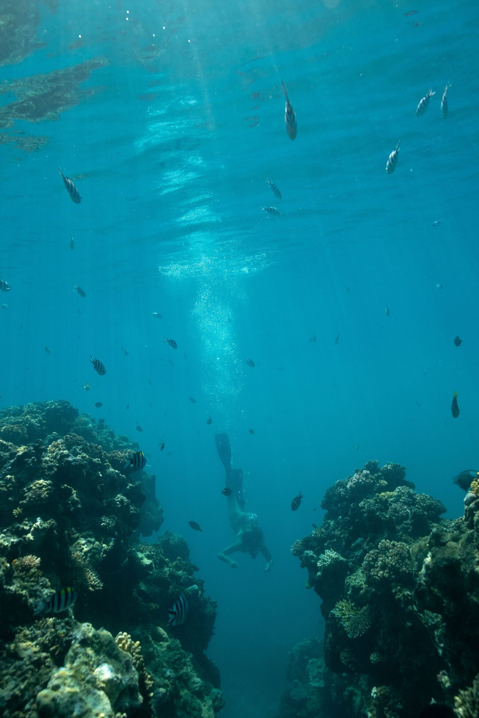 Underwater Fiji.1.jpg