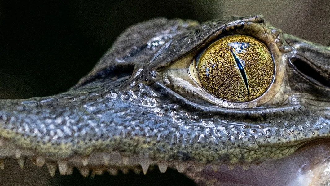 The Amazon watches back.

Golden eyes in the shadows, ancient and patient.
Danger and beauty are often the same thing &mdash; it&rsquo;s all about how you look at it.

How close would you get to capture a photo?

Canon R5ii
100mm f/5.6
@canonusa

@wa