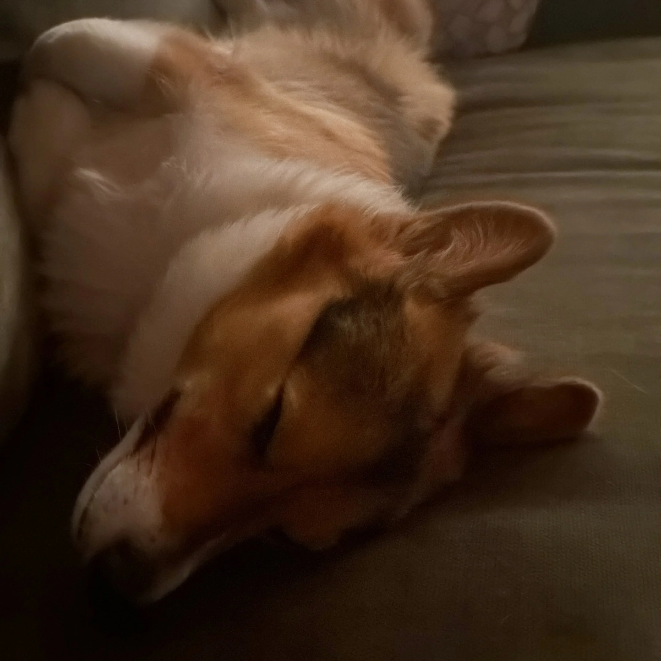 🐶