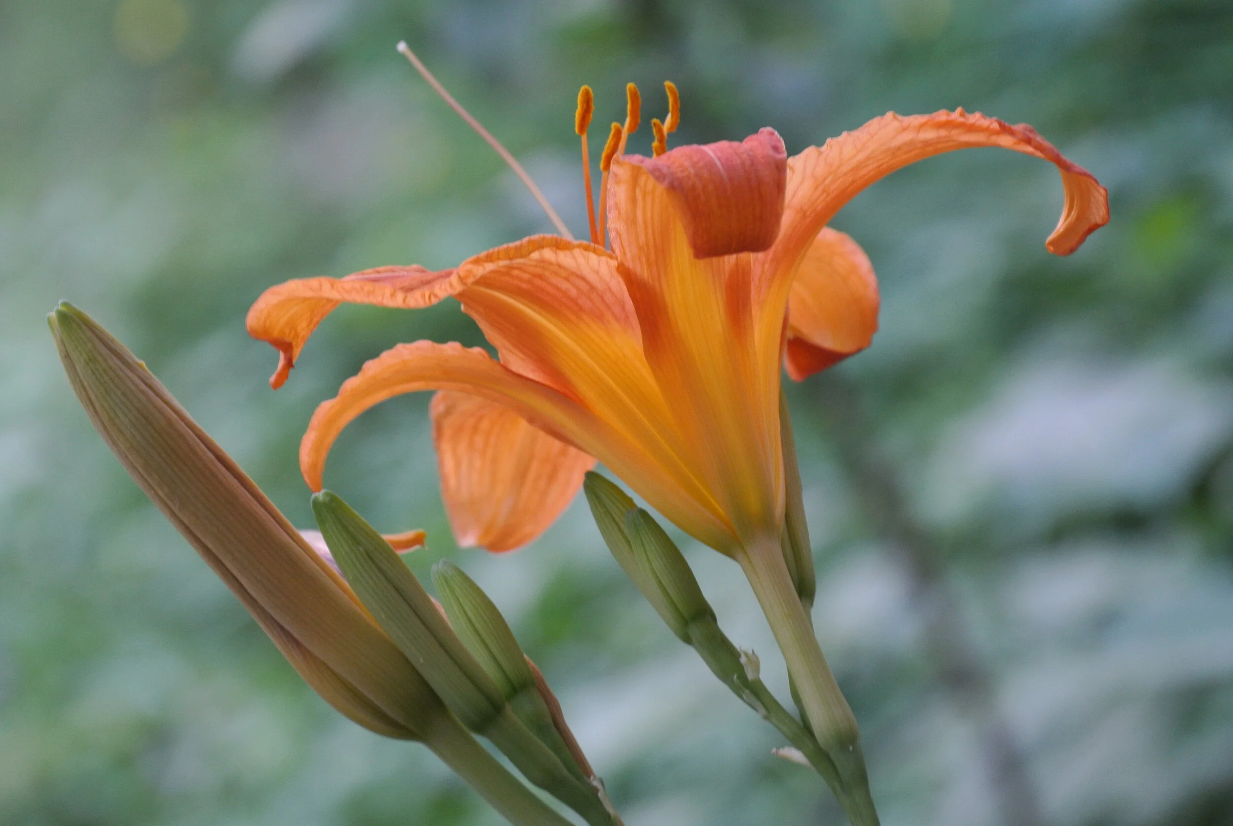 DSC_4032.JPG