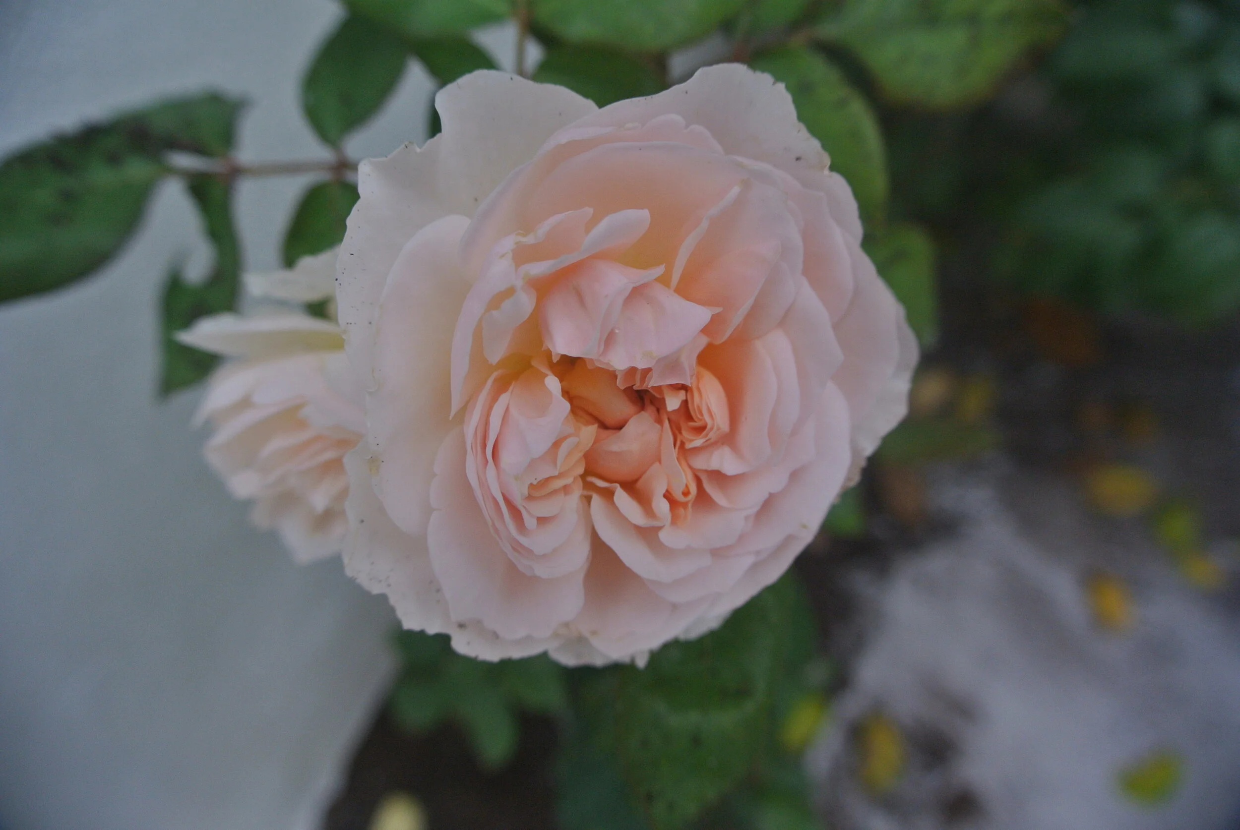 DSC_0838.JPG