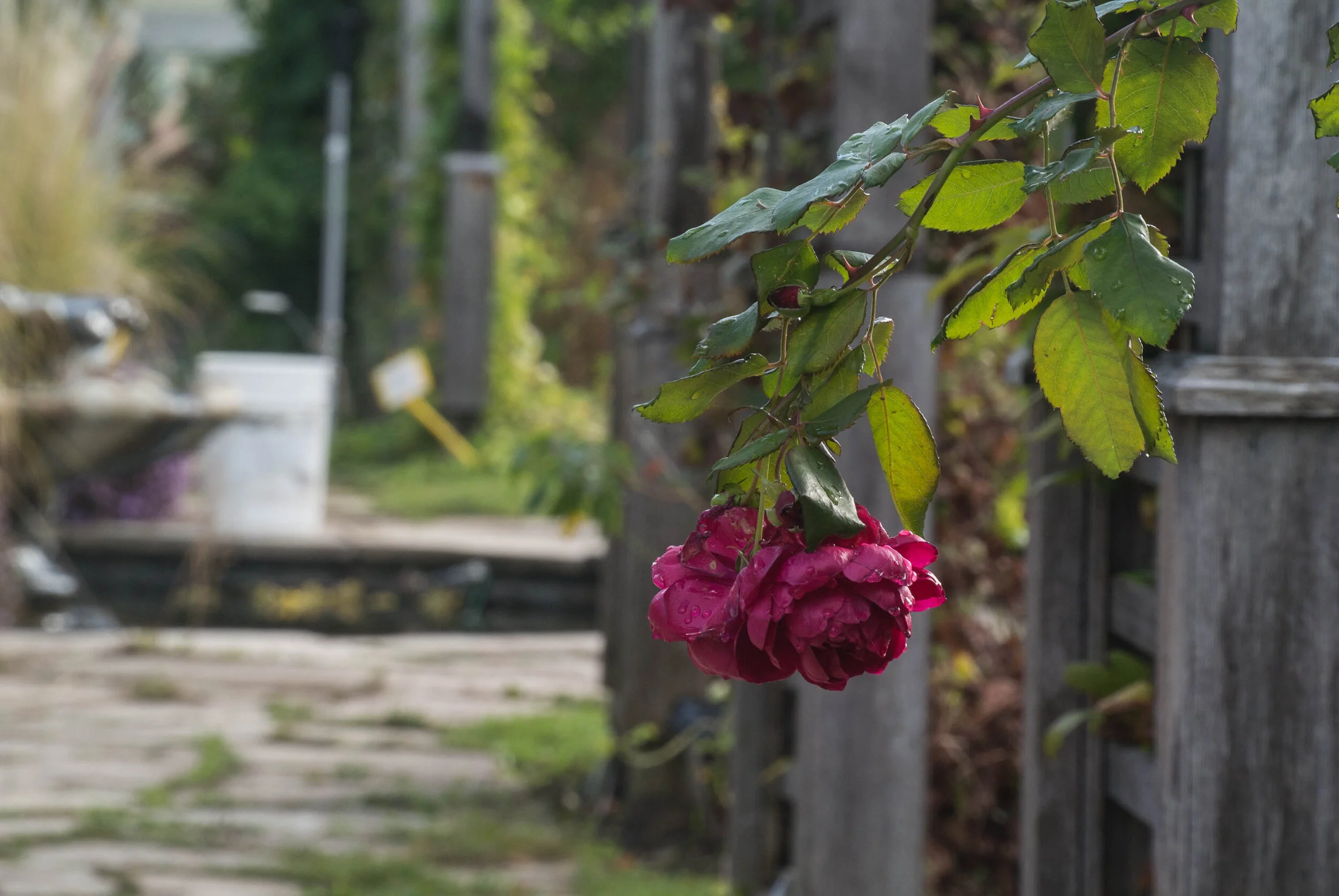 DSC_6584.jpg