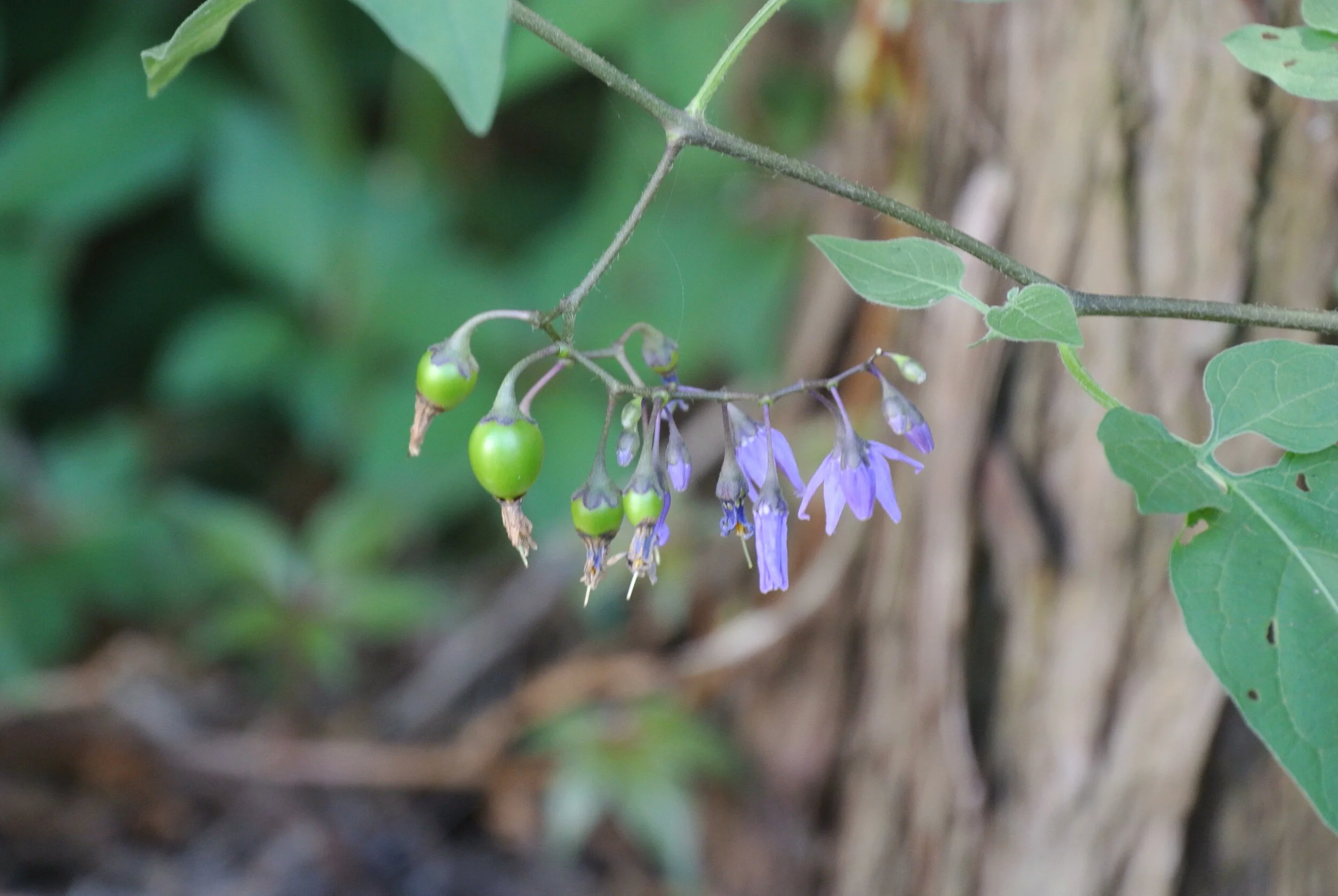 DSC_4034.JPG