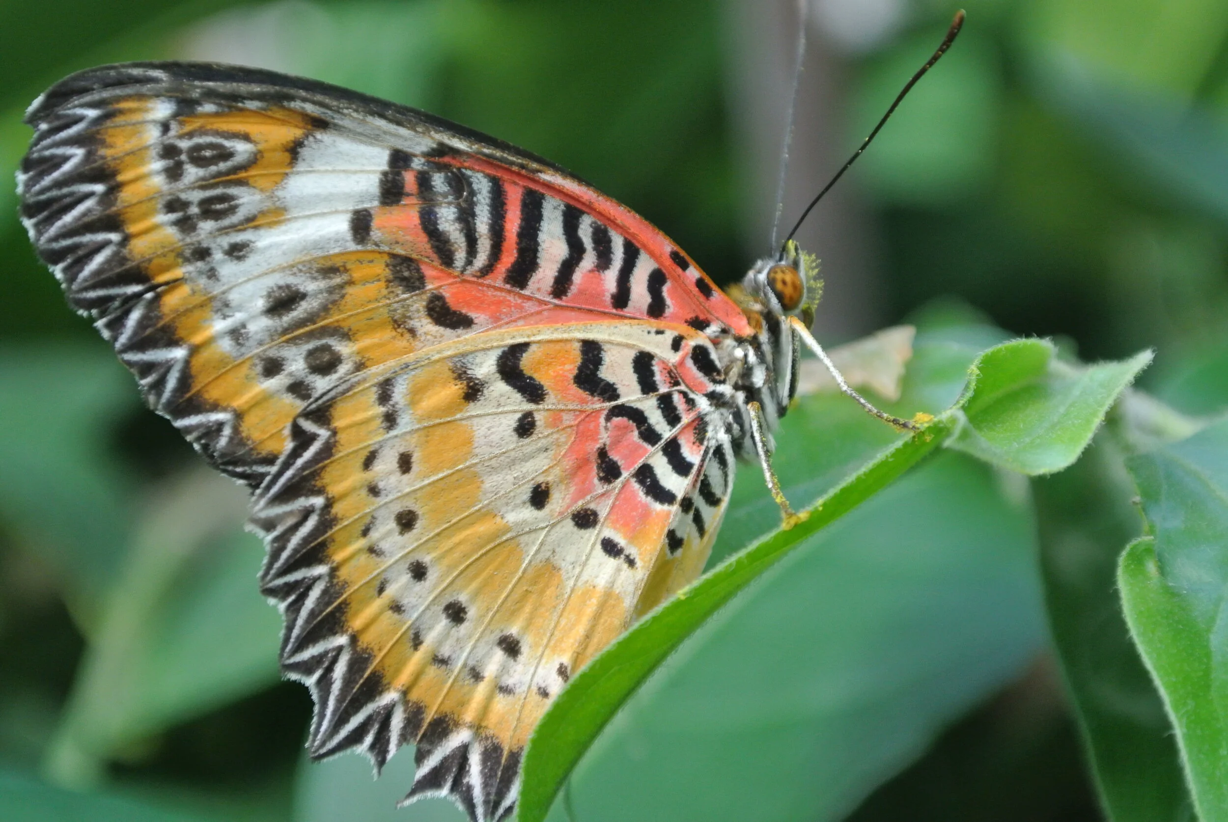 DSC_5491.JPG