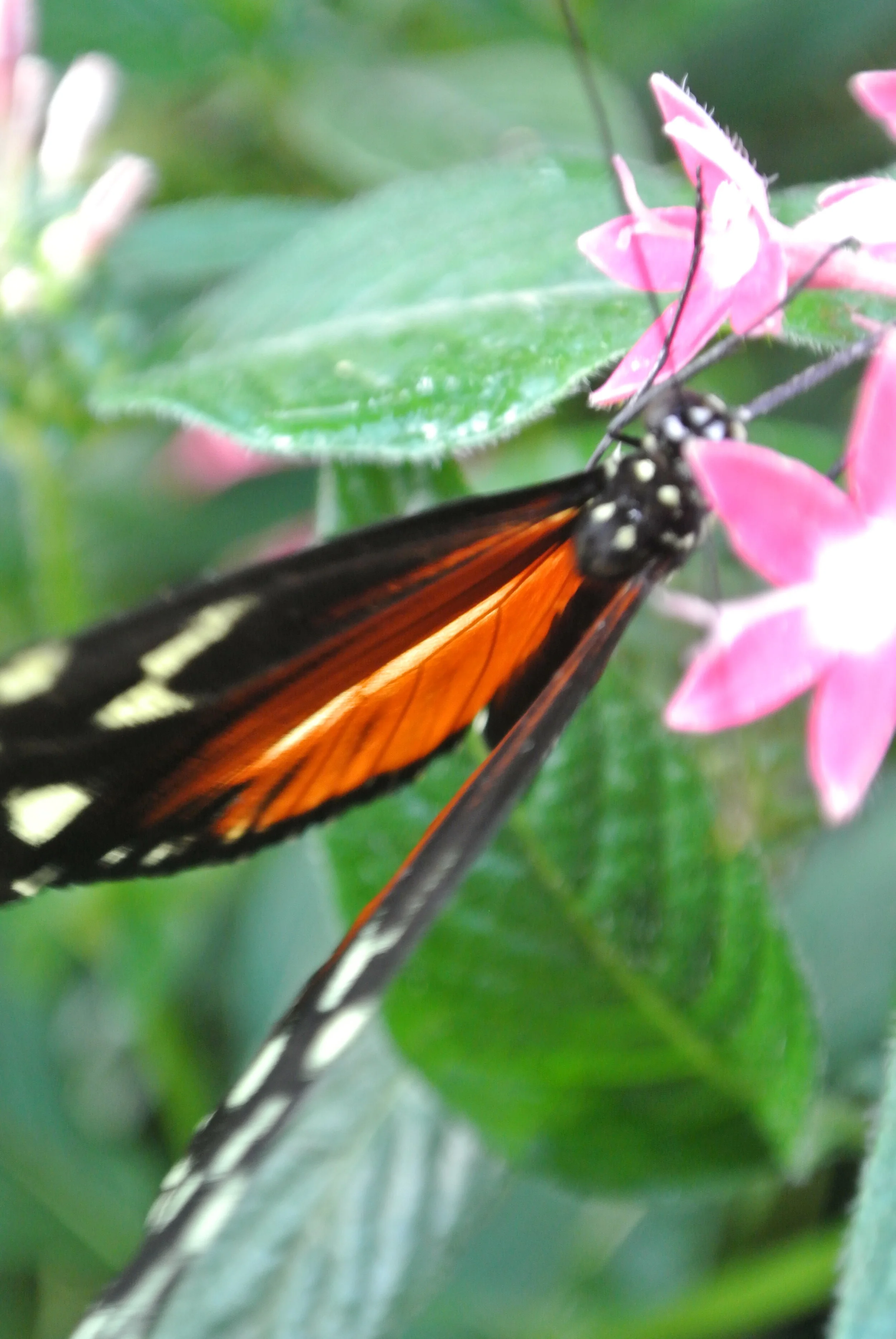 DSC_5519.JPG