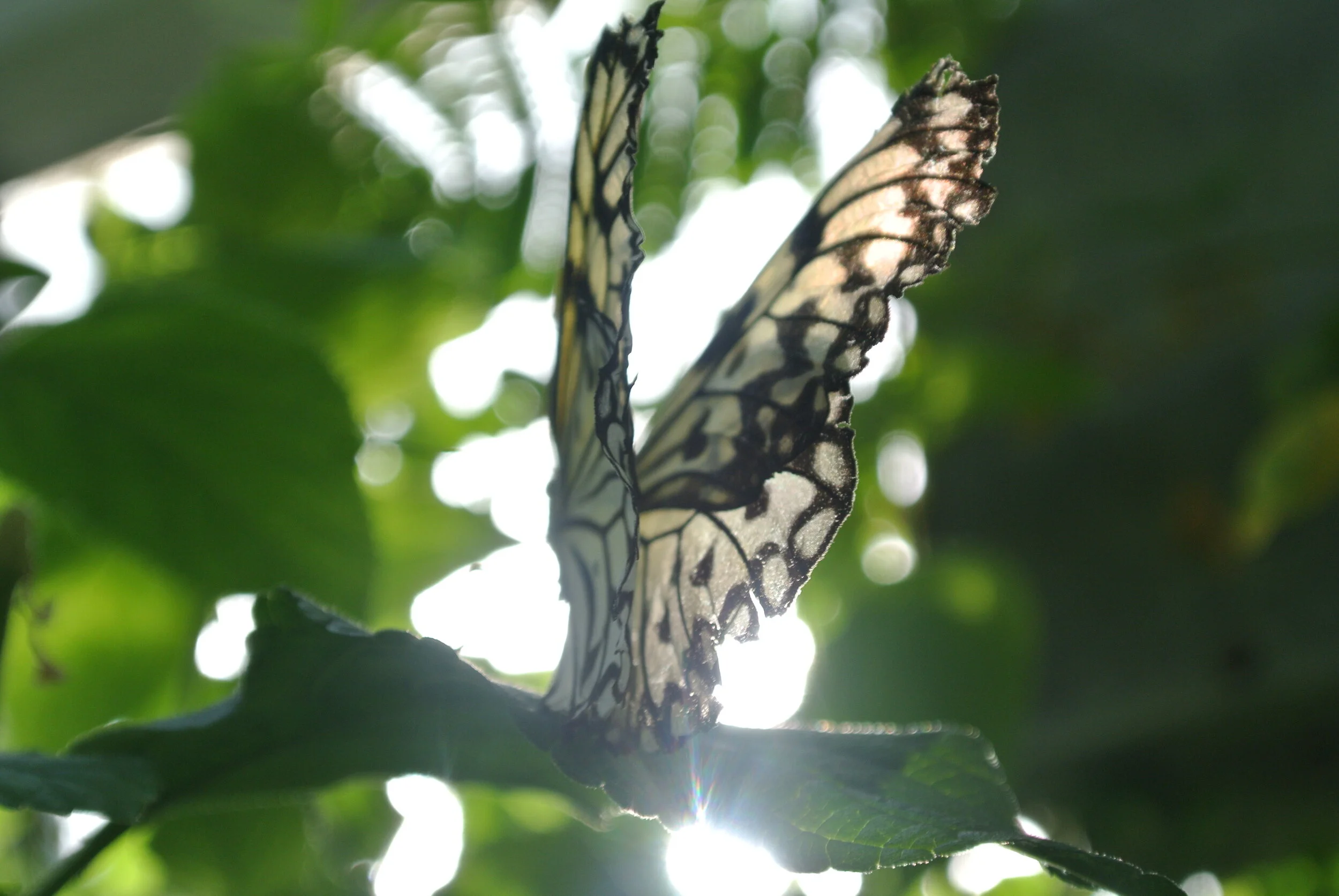 DSC_5508.JPG