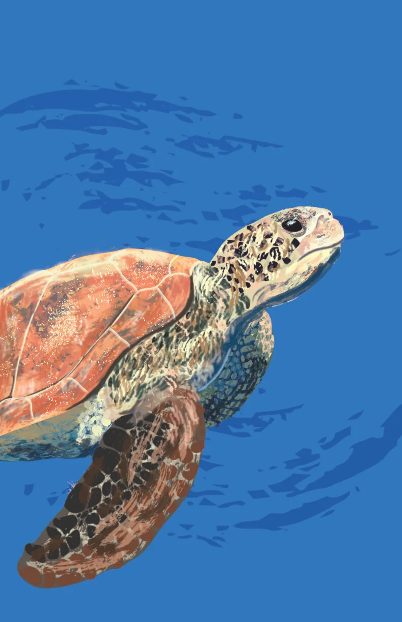 seaturtle.jpg