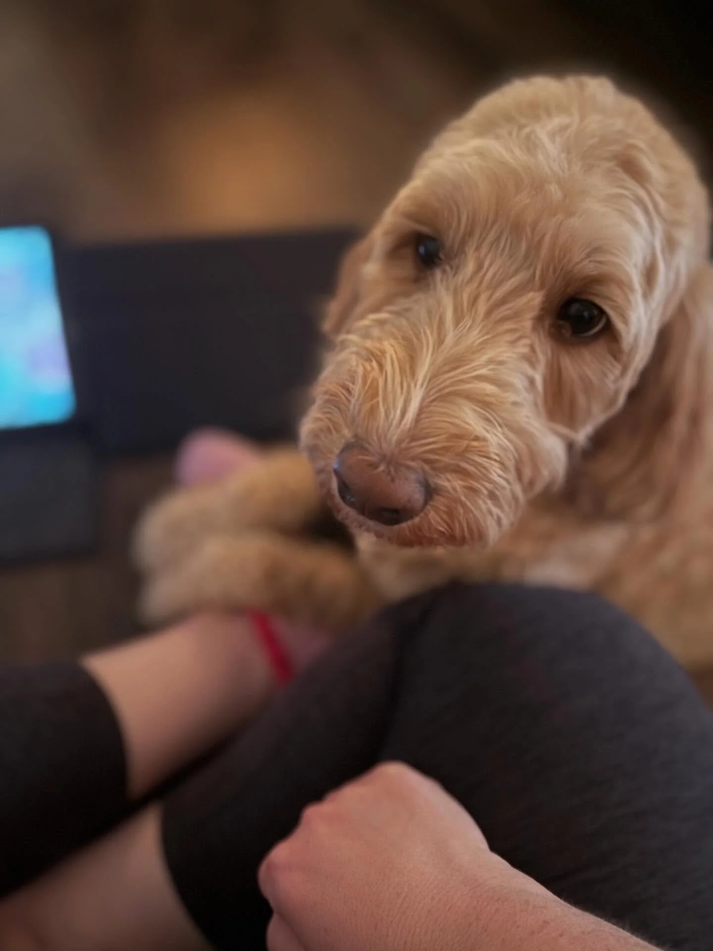 Meet today&rsquo;s birth assistant/doula, Roo! 

#homebirth
#informedchoice
#dogsatbirth