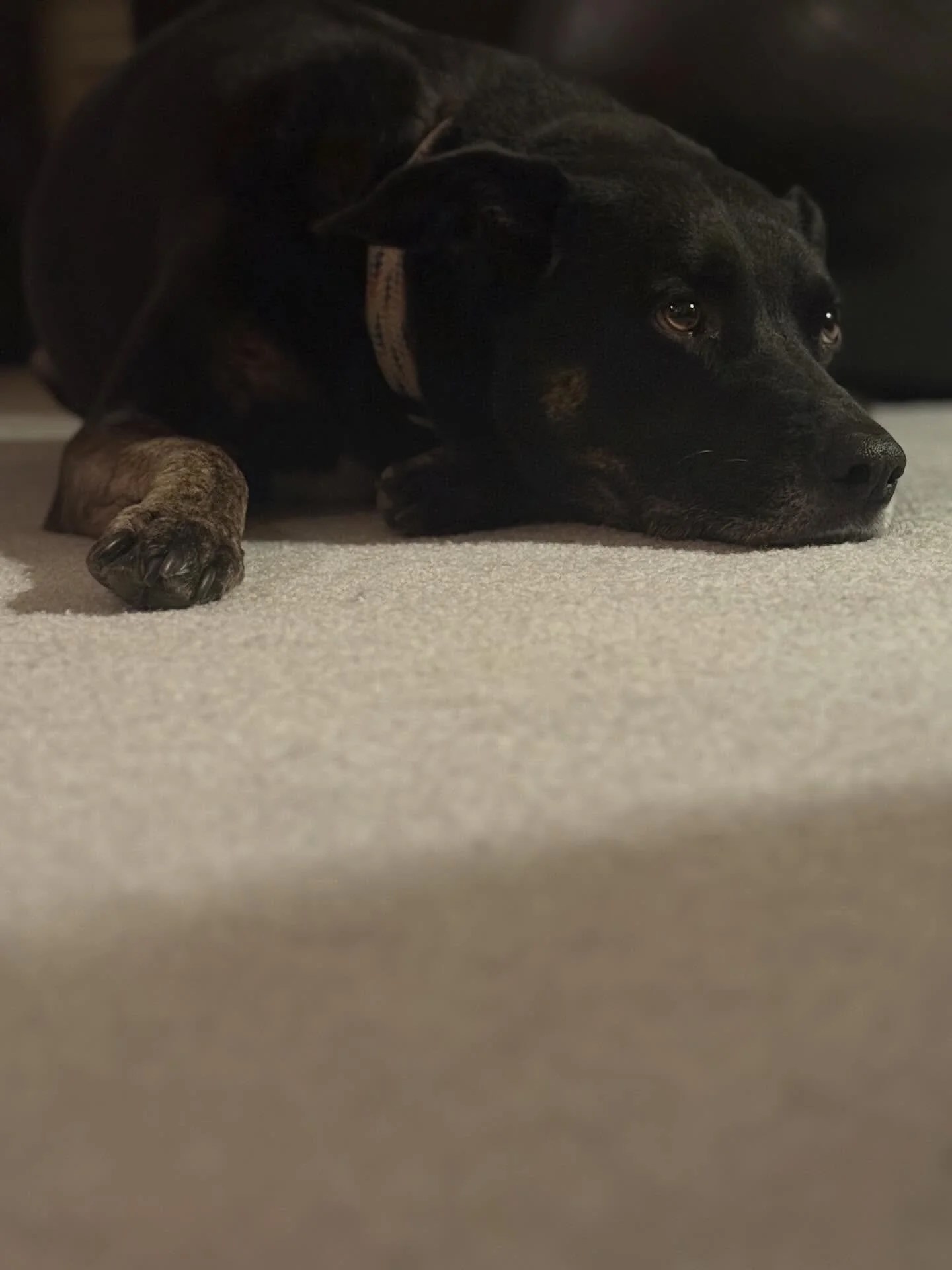 Meet Nala, this week&rsquo;s doggie doula!  Can you tell we love doggos?

#homebirth 
#dogsatbirth