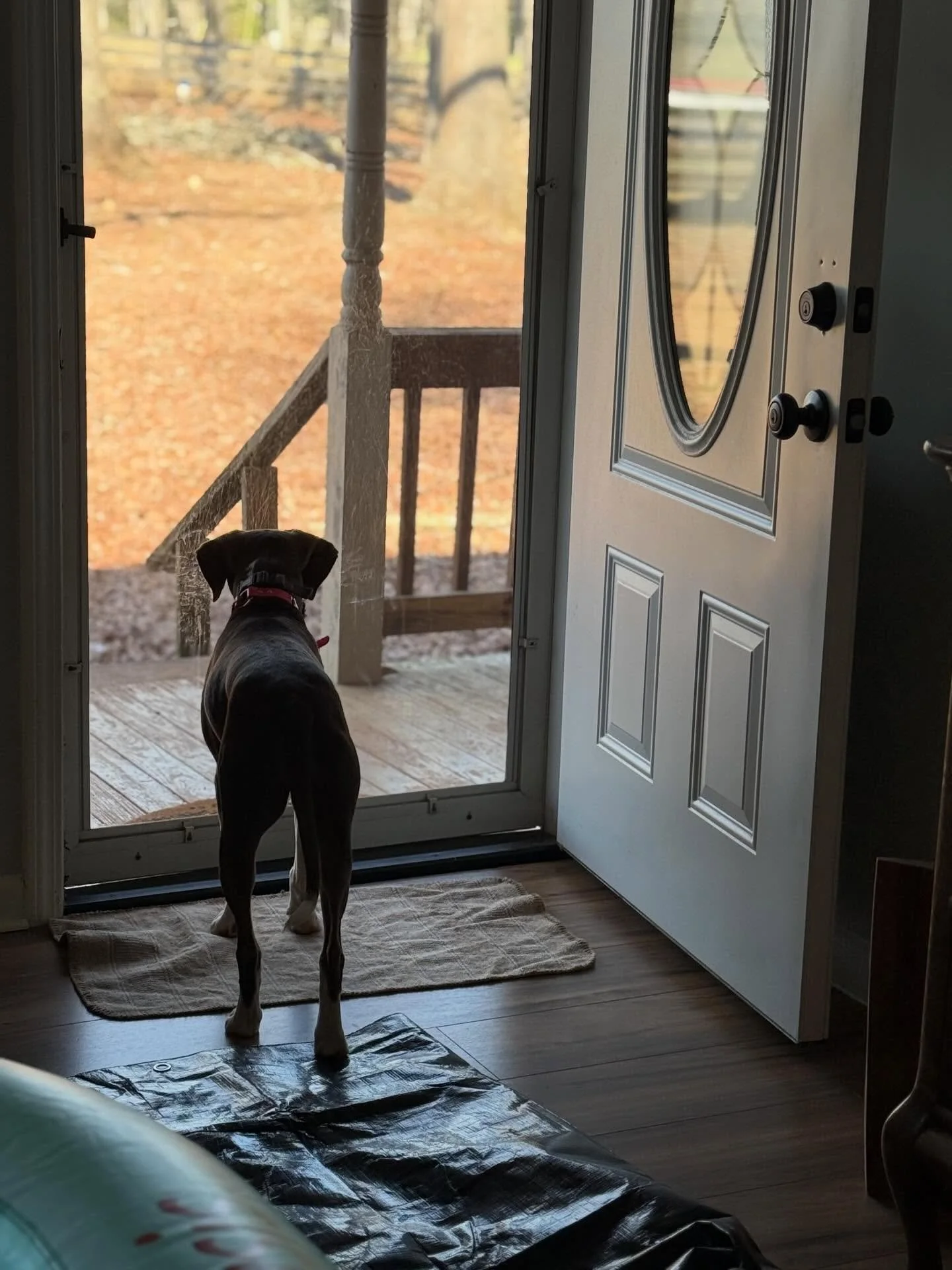 Meet Pinto, this week&rsquo;s doggie doula! She 100% understands the importance of balancing activity with rest during labor. 

#homebirth 
#dogsatbirth 
#doggiedoula