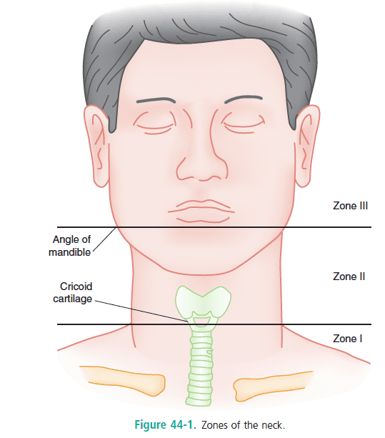 Zones-of-the-Neck-Rosens.png