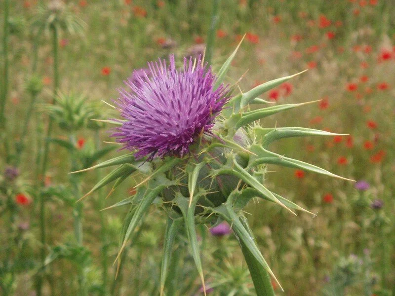 image001.jpg