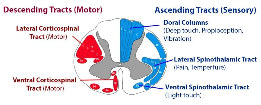 spinal cord pathways 4.jpg