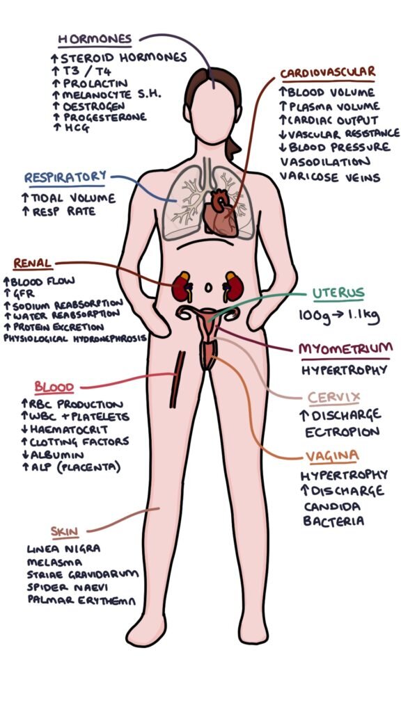 Physiology_In_Pregnancy-576x1024.jpg