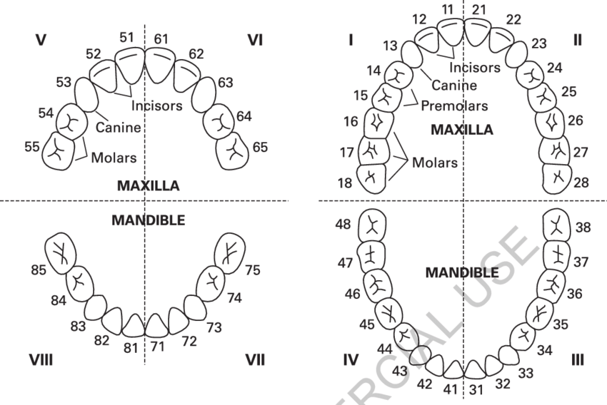 Tooth-numbering-in-the-primary-dentition-LHS-and-permanent-dentition-RHS.png