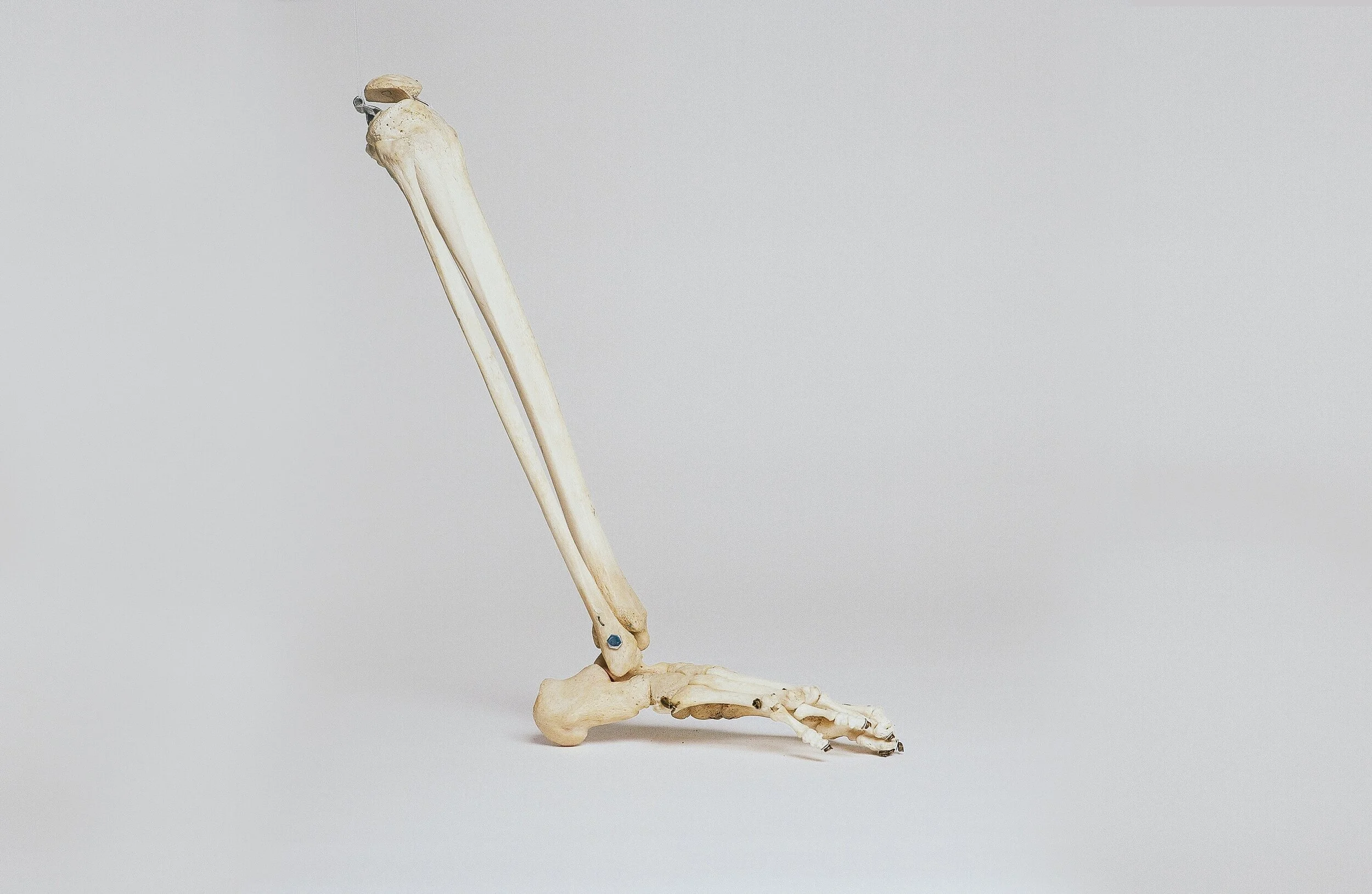 7 July 2021 - Orthopaedics