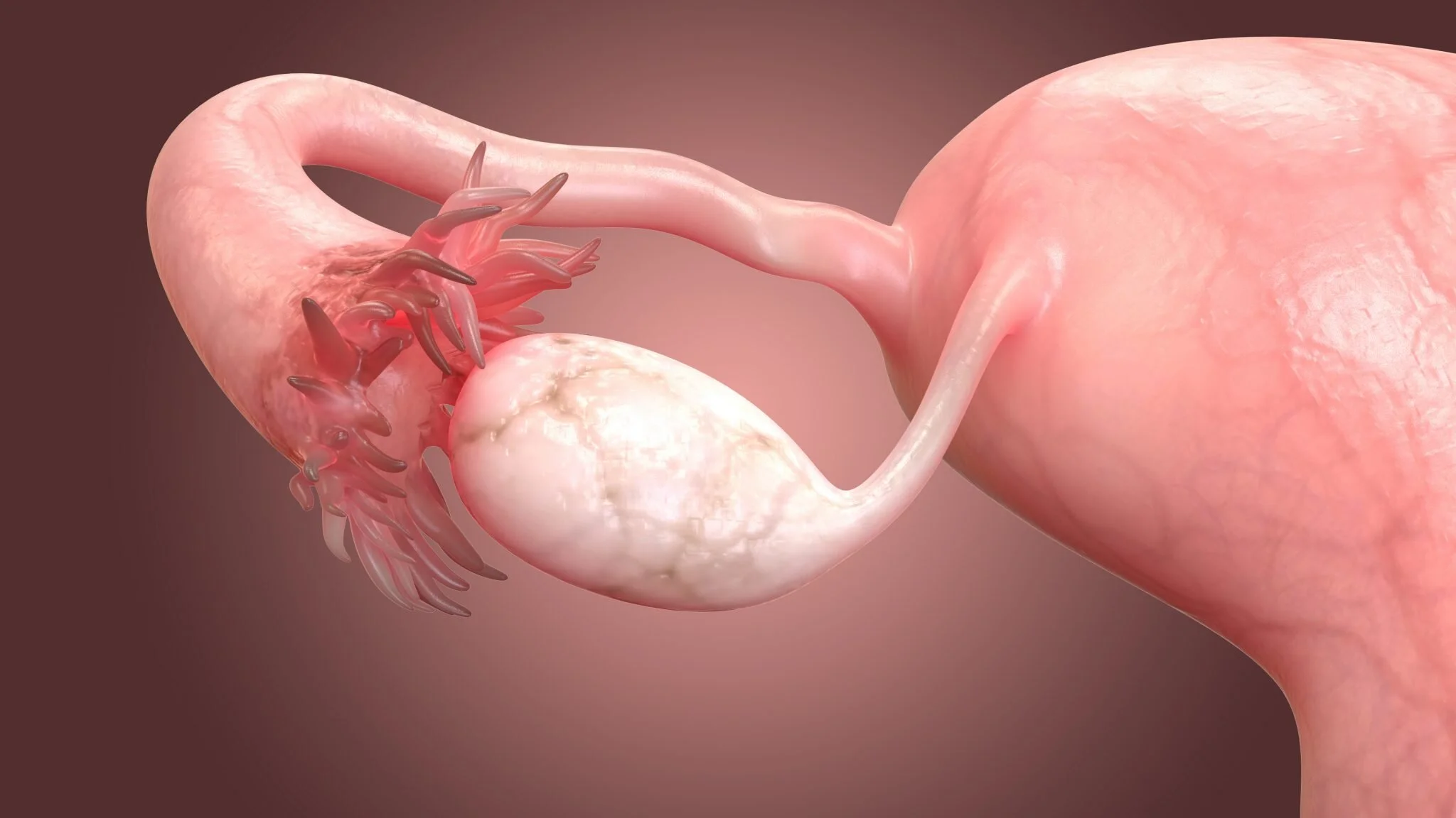 28 July 2021 - Gynaecology & Wellbeing