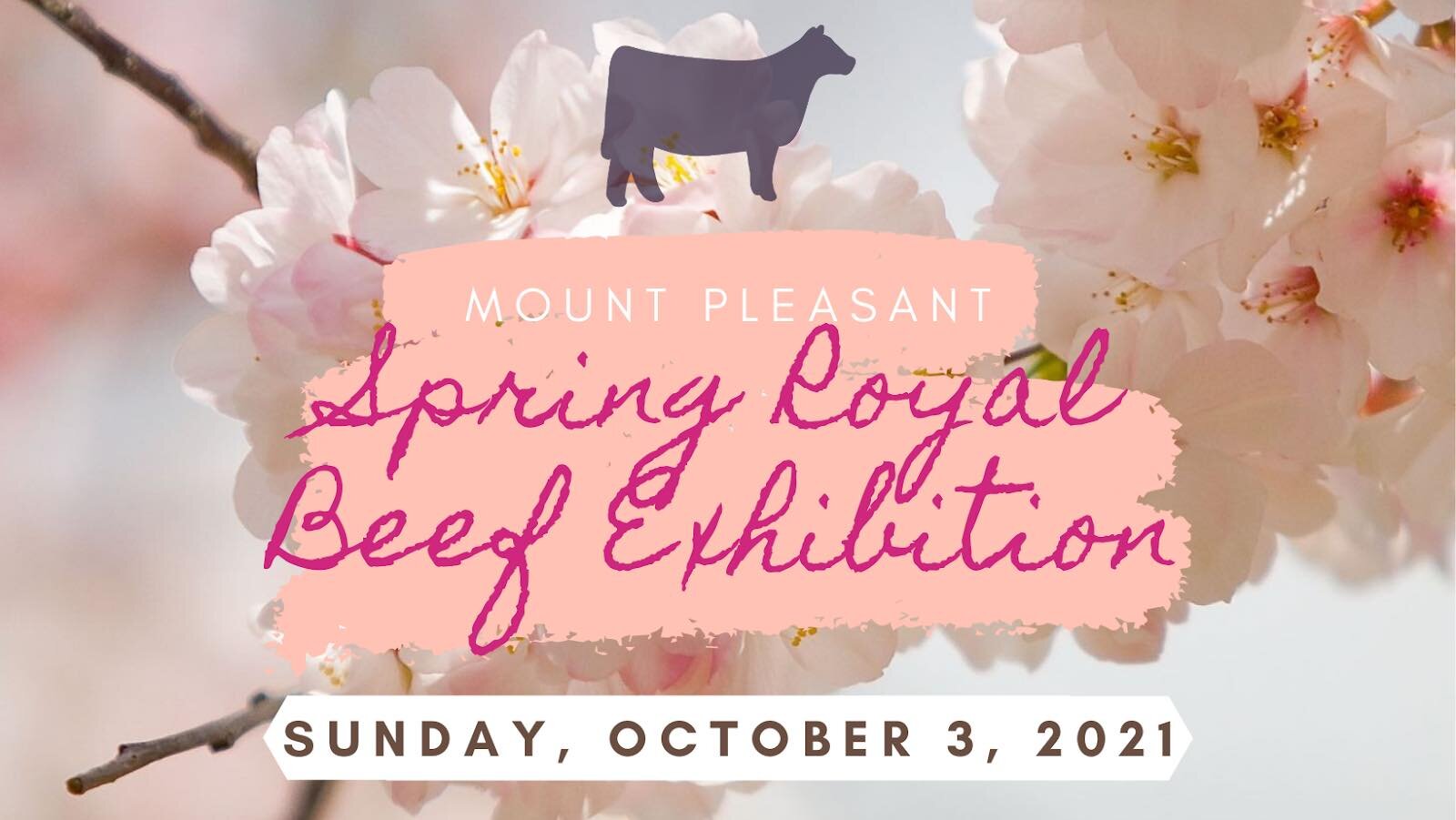 Mt Pleasant Spring Royal Beef Exhibition