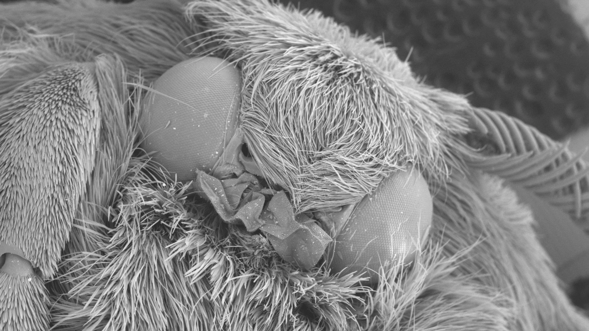 Marvellous Microscopic Miniatures School Holiday Program