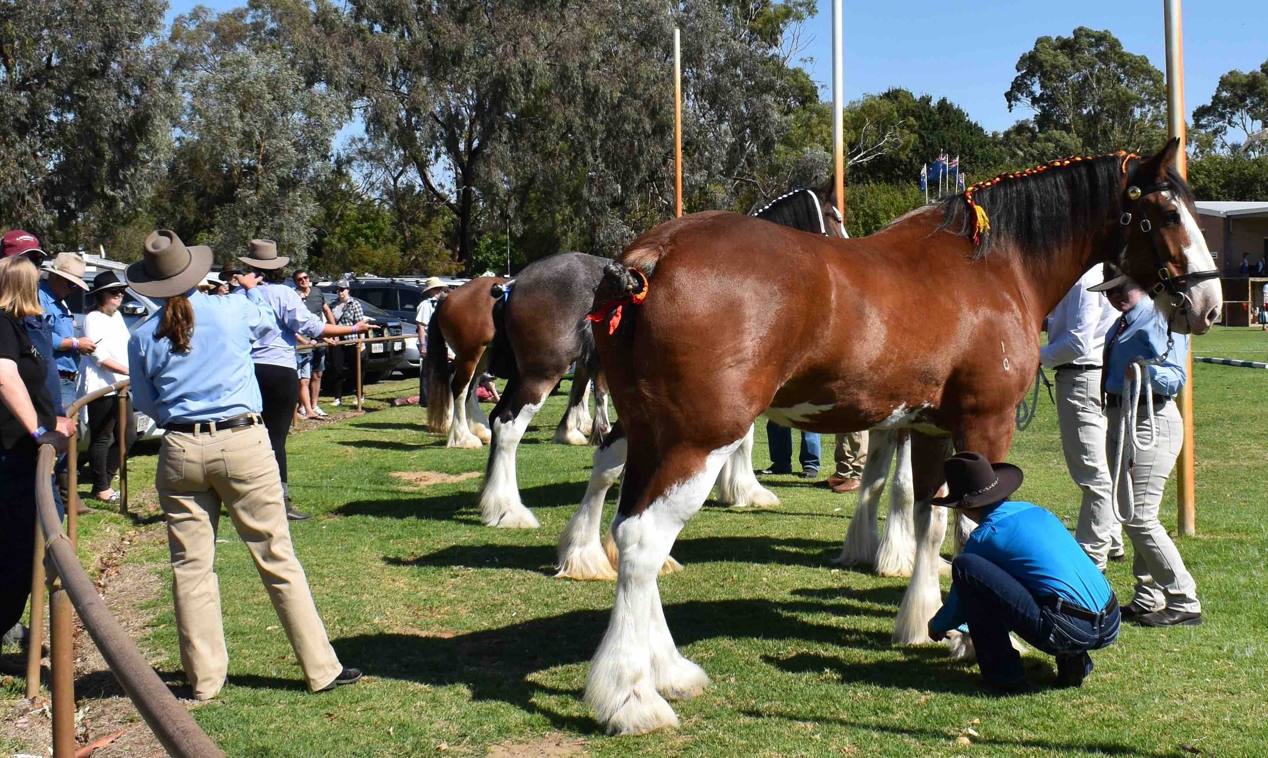 Clydesdales.jpg