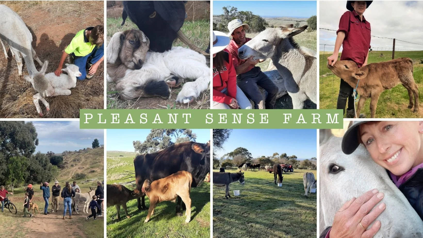 Guided Farm Experience at Pleasant Sense Farm