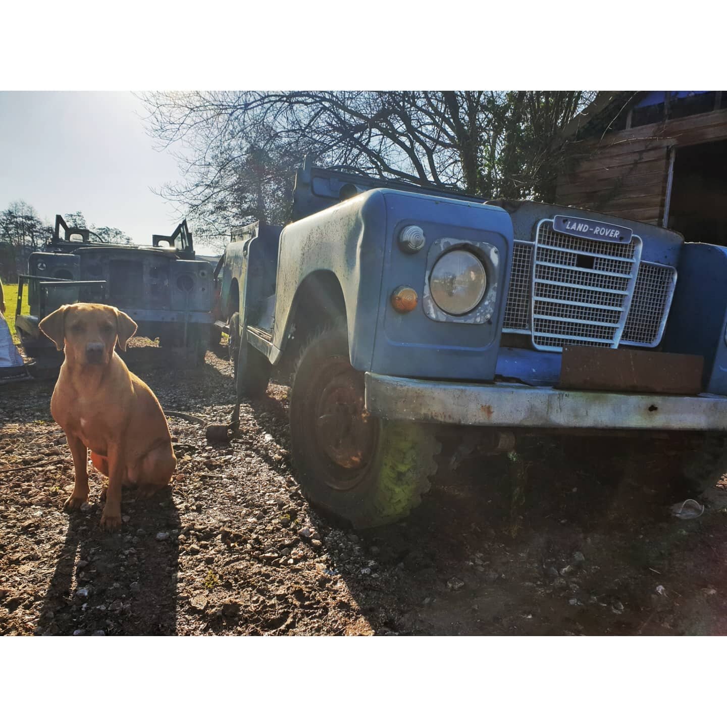 Using this perfect February sun as an excuse to have a break from the spray booth and get a quick head start on the next project, this one owner series 3.

Even Shelby, the workshop dog is excited about this one!

We're aiming to retain the classic a