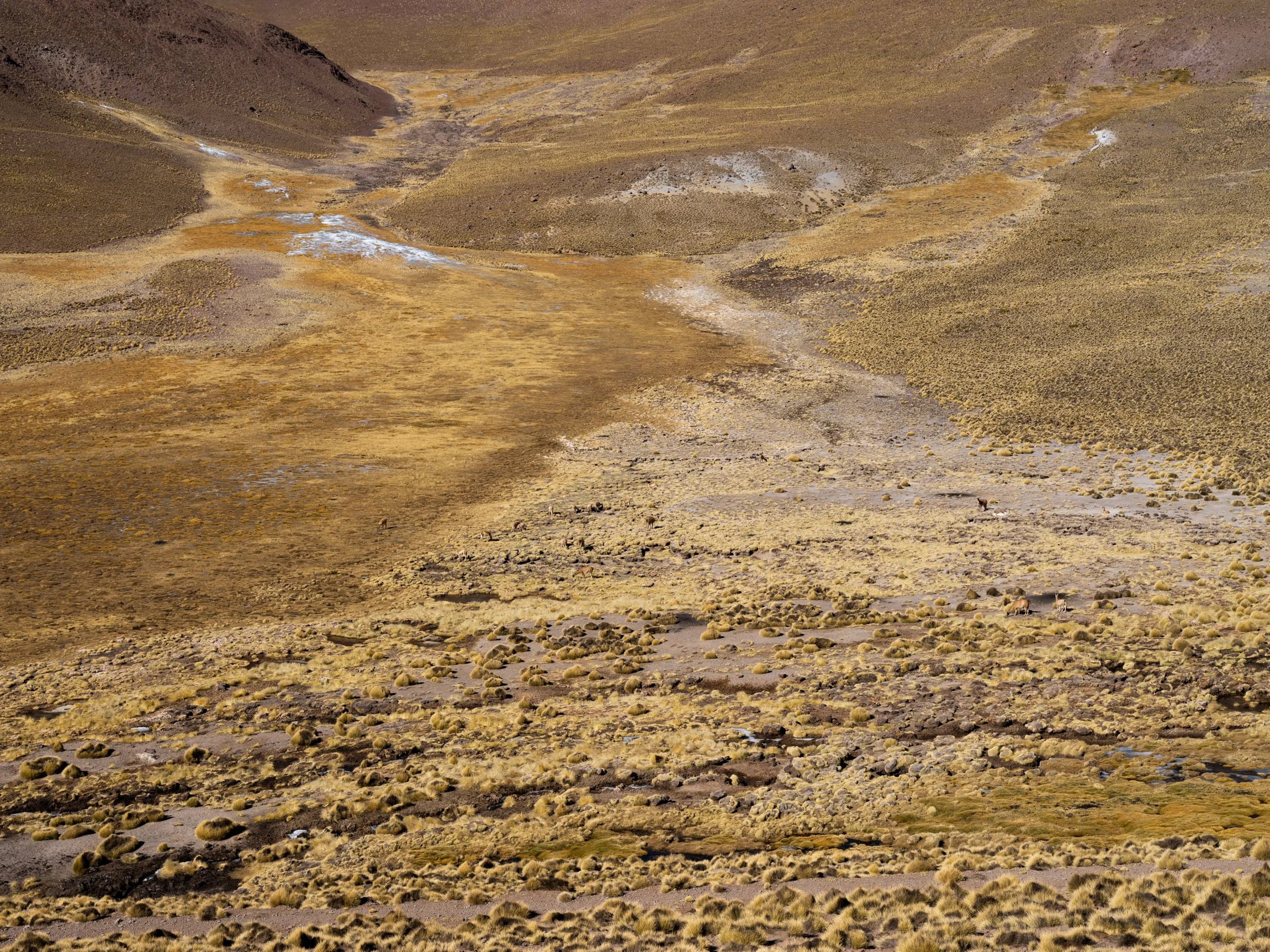 Puna. Patagonia. Paranaense.