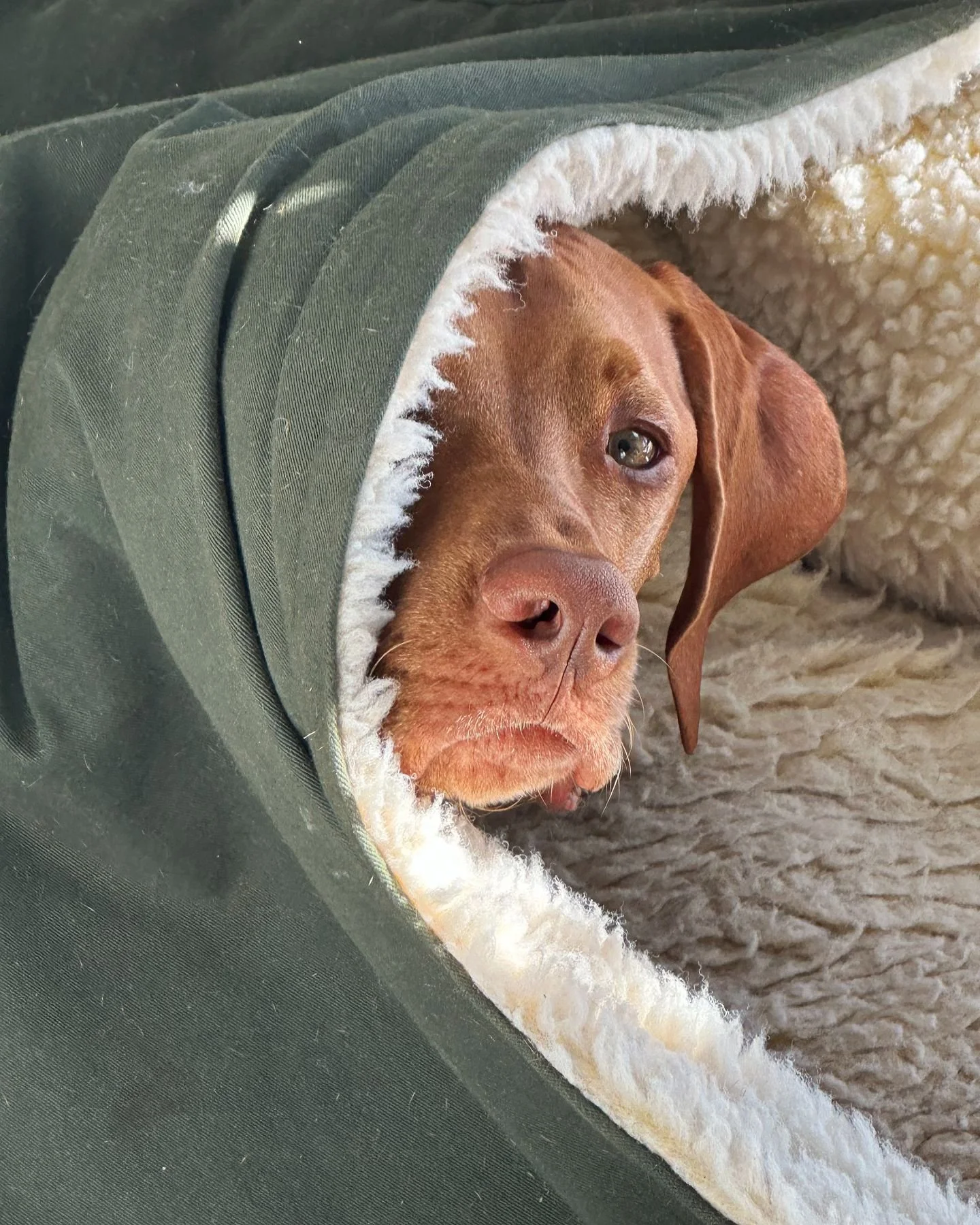 Then I look at you
And the world&rsquo;s alright with me
Just one look at you
And I know it&rsquo;s gonna be
A lovely day

Connecting with Blaze as he wakes up in the morning from his cozy cave bed. I am honestly thankful for his bed because now I ge